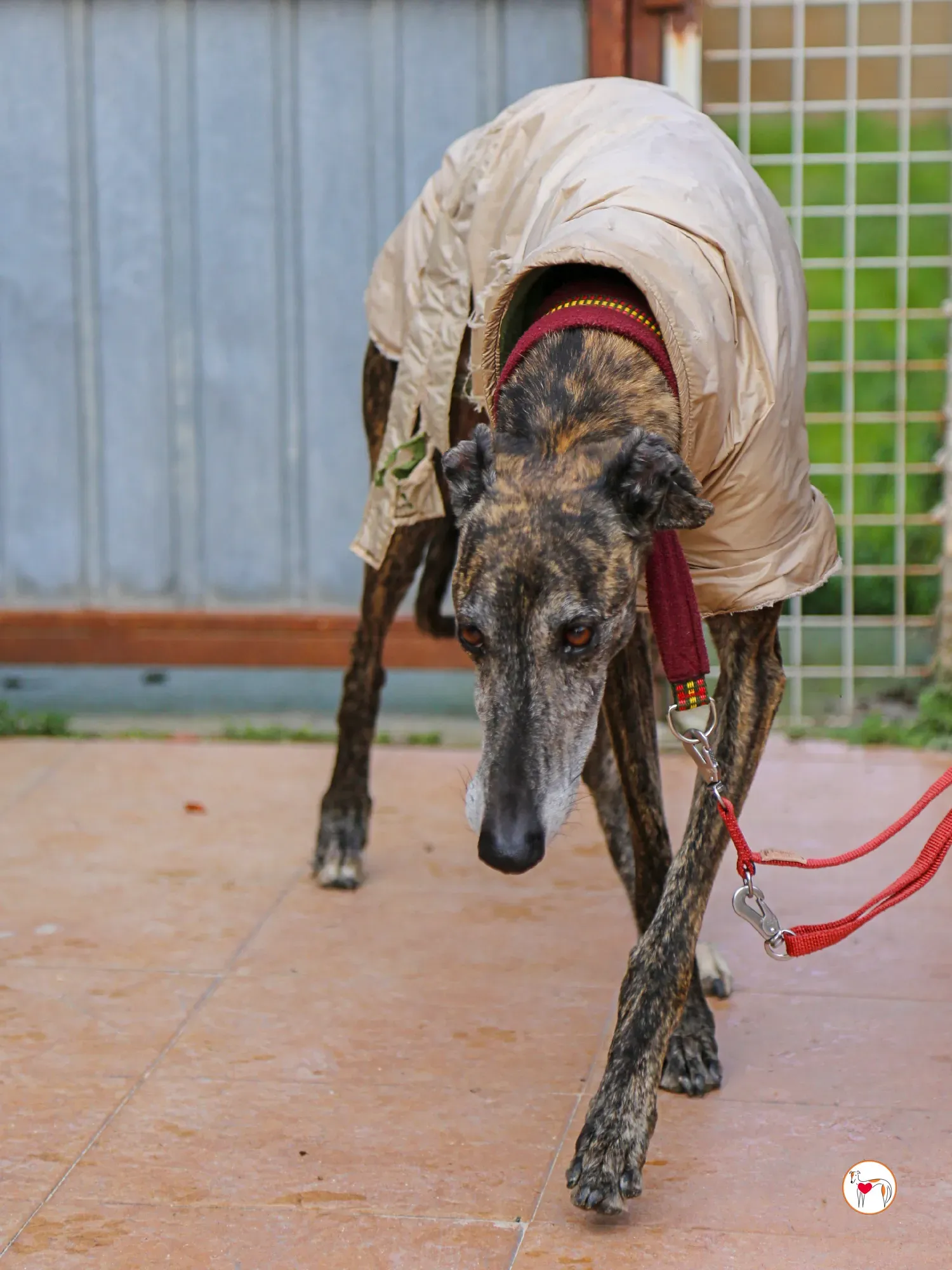 stuart galgo adozione 14