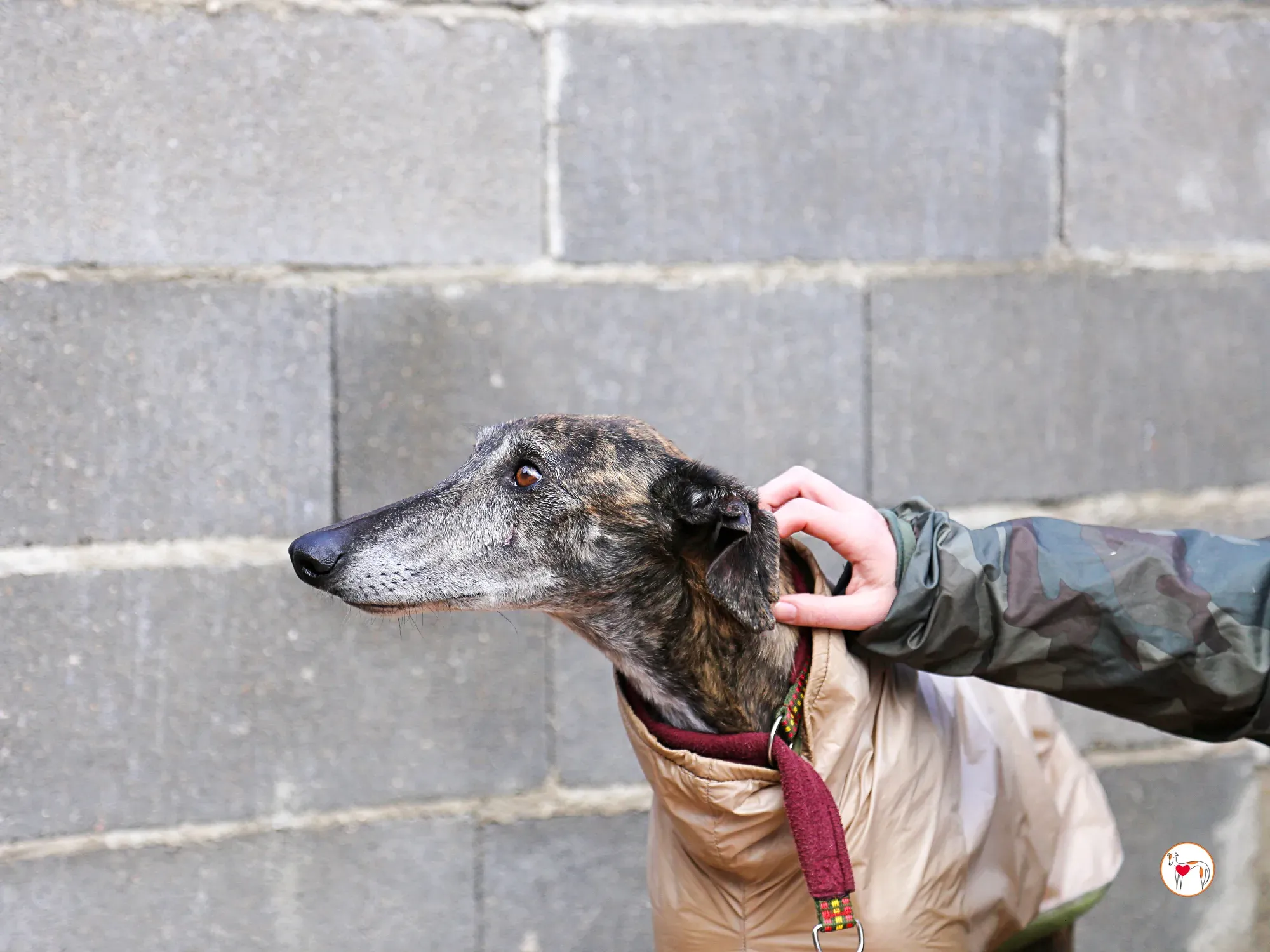 stuart galgo adozione 15