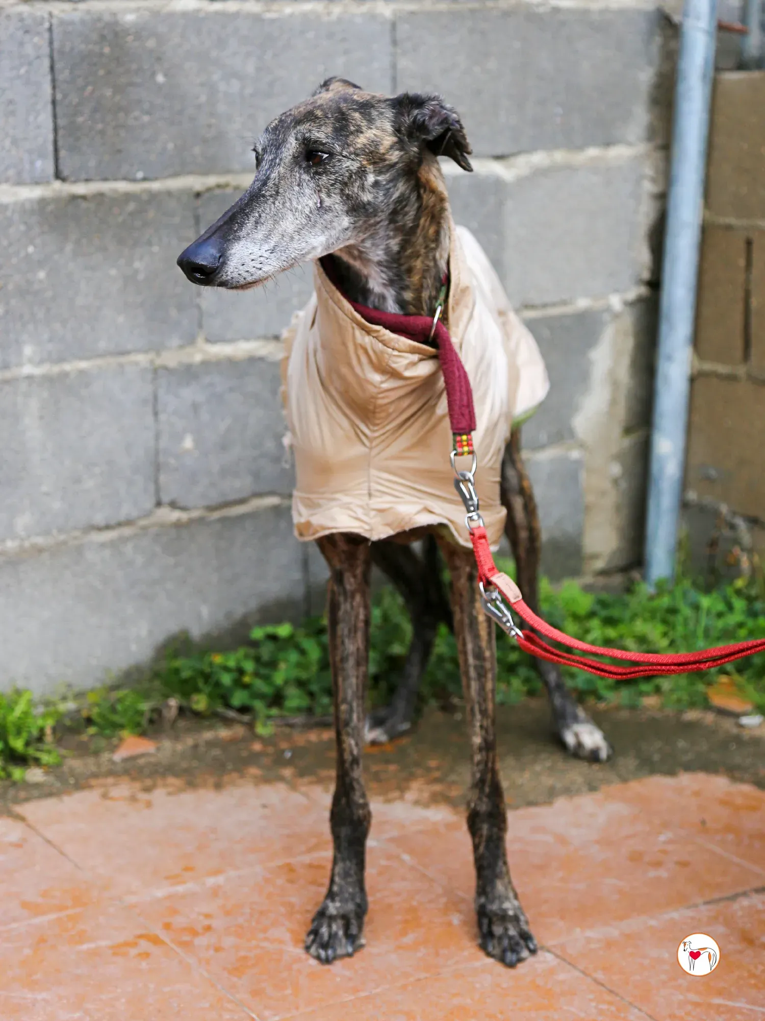 stuart galgo adozione 16