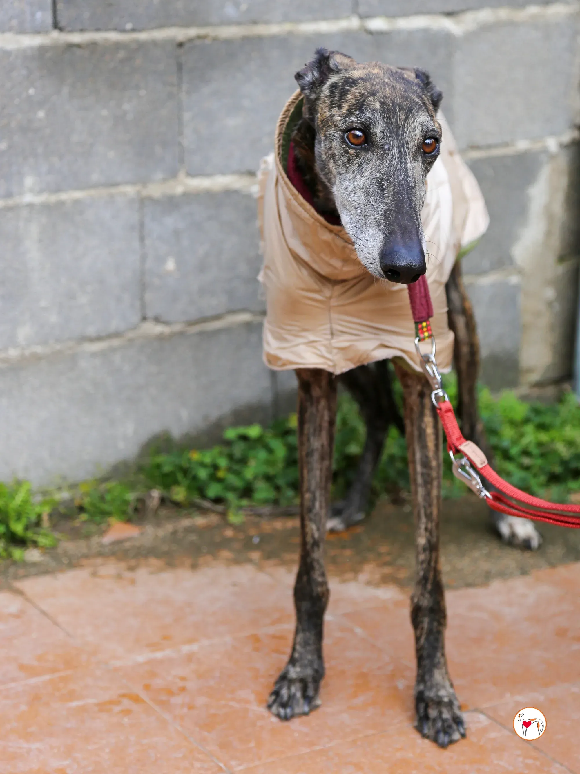 stuart galgo adozione 17