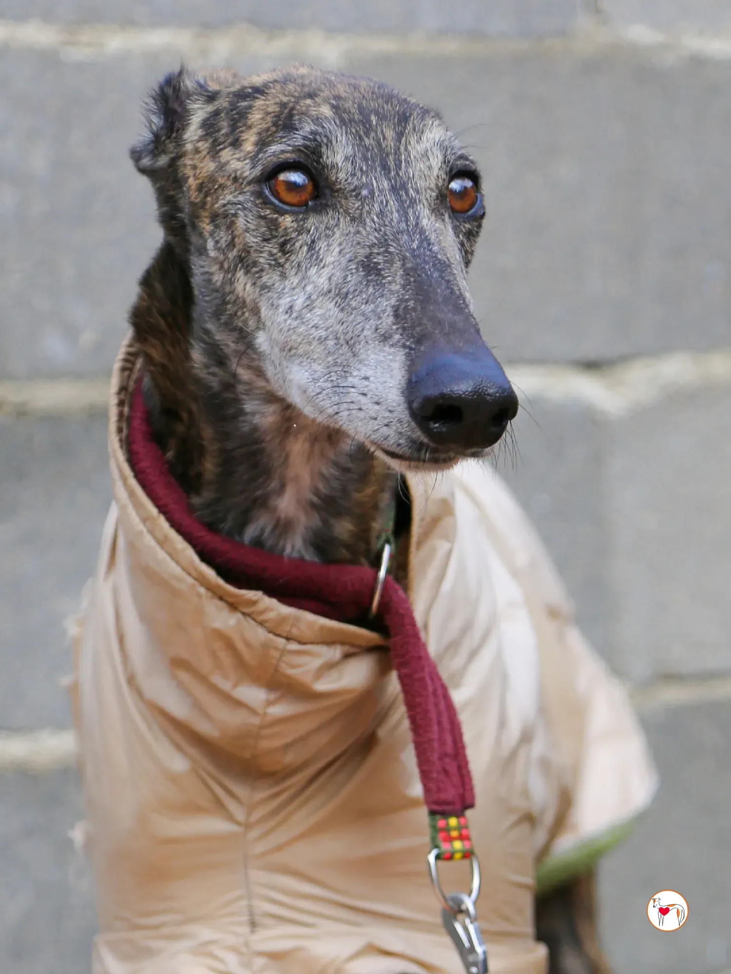 stuart galgo adozione 18