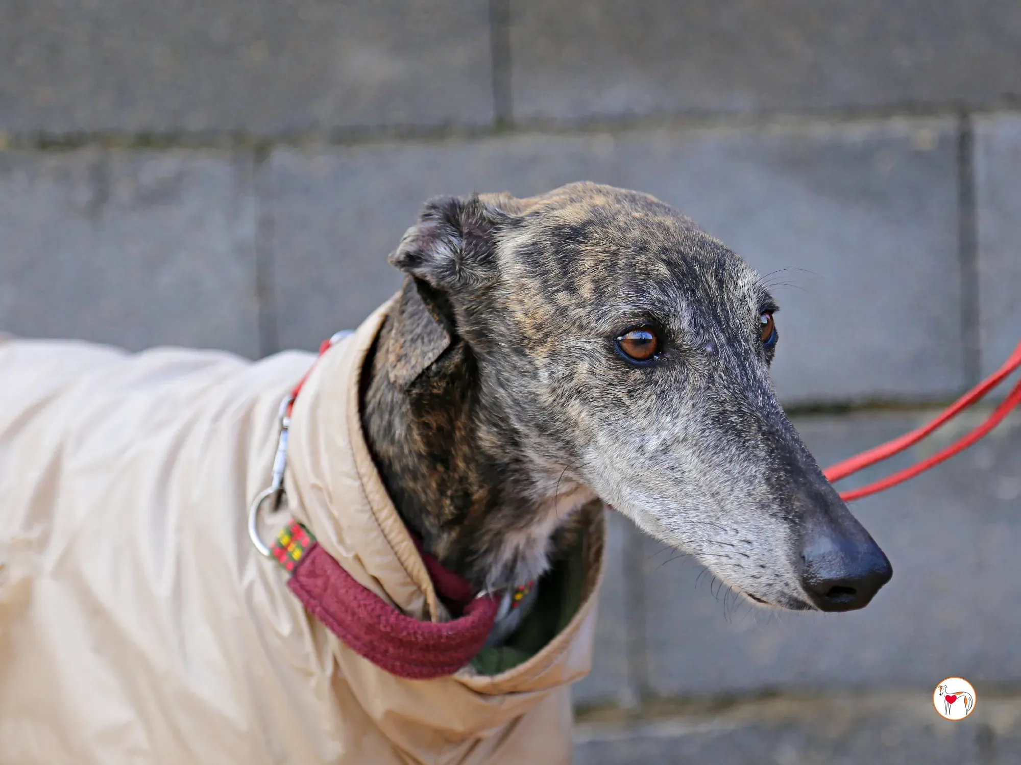 stuart galgo adozione 19