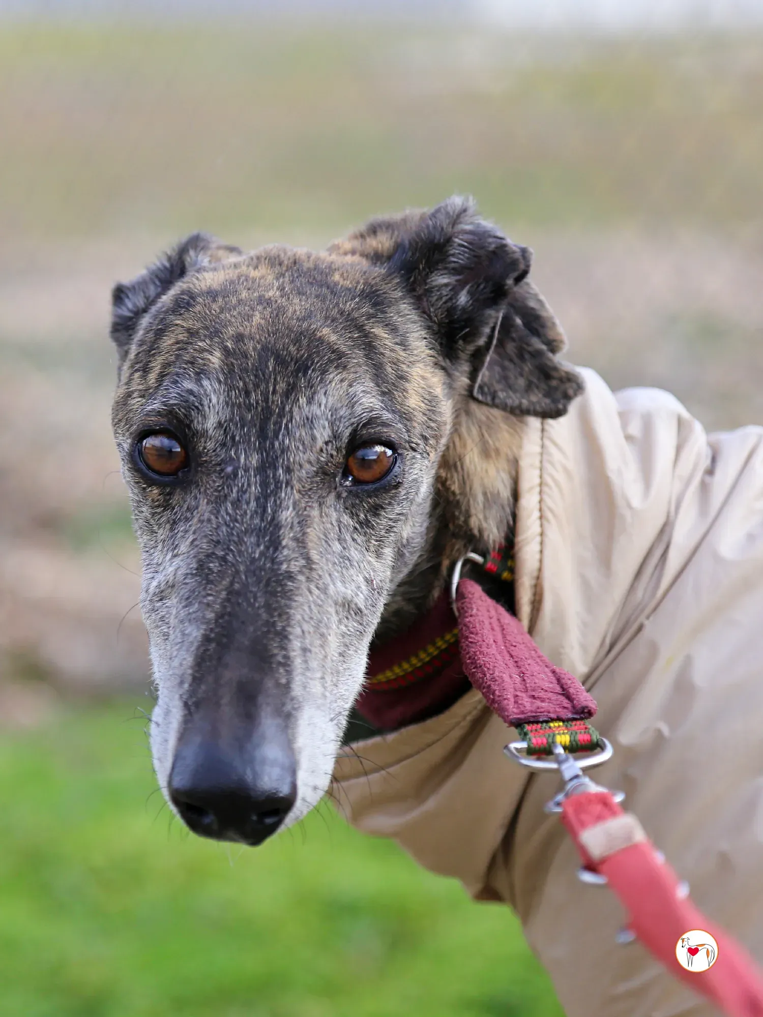 stuart galgo adozione 20