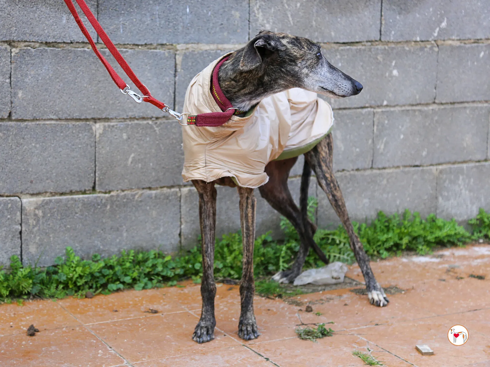 stuart galgo adozione 21