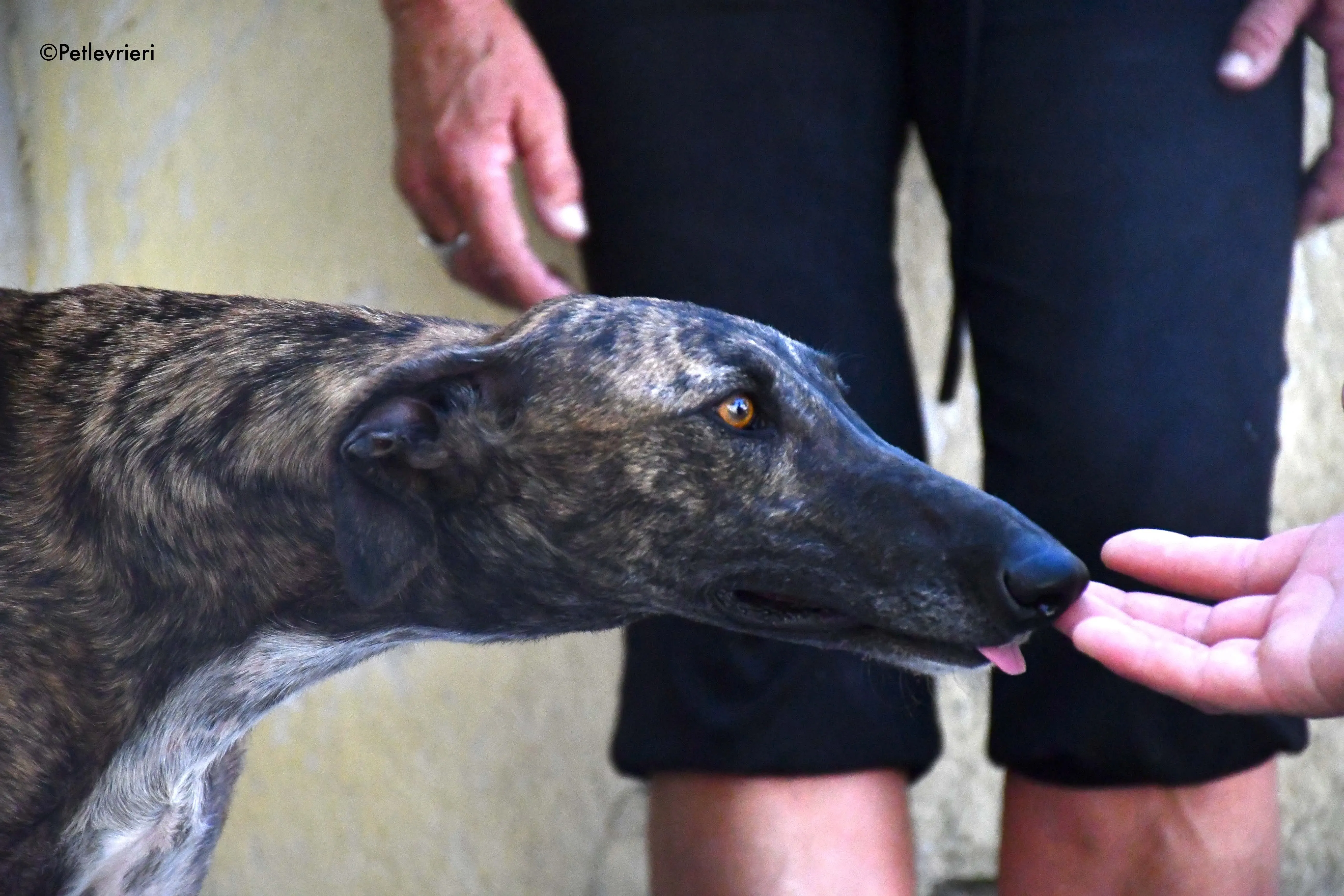 suerte adozione levrieri galgo 1