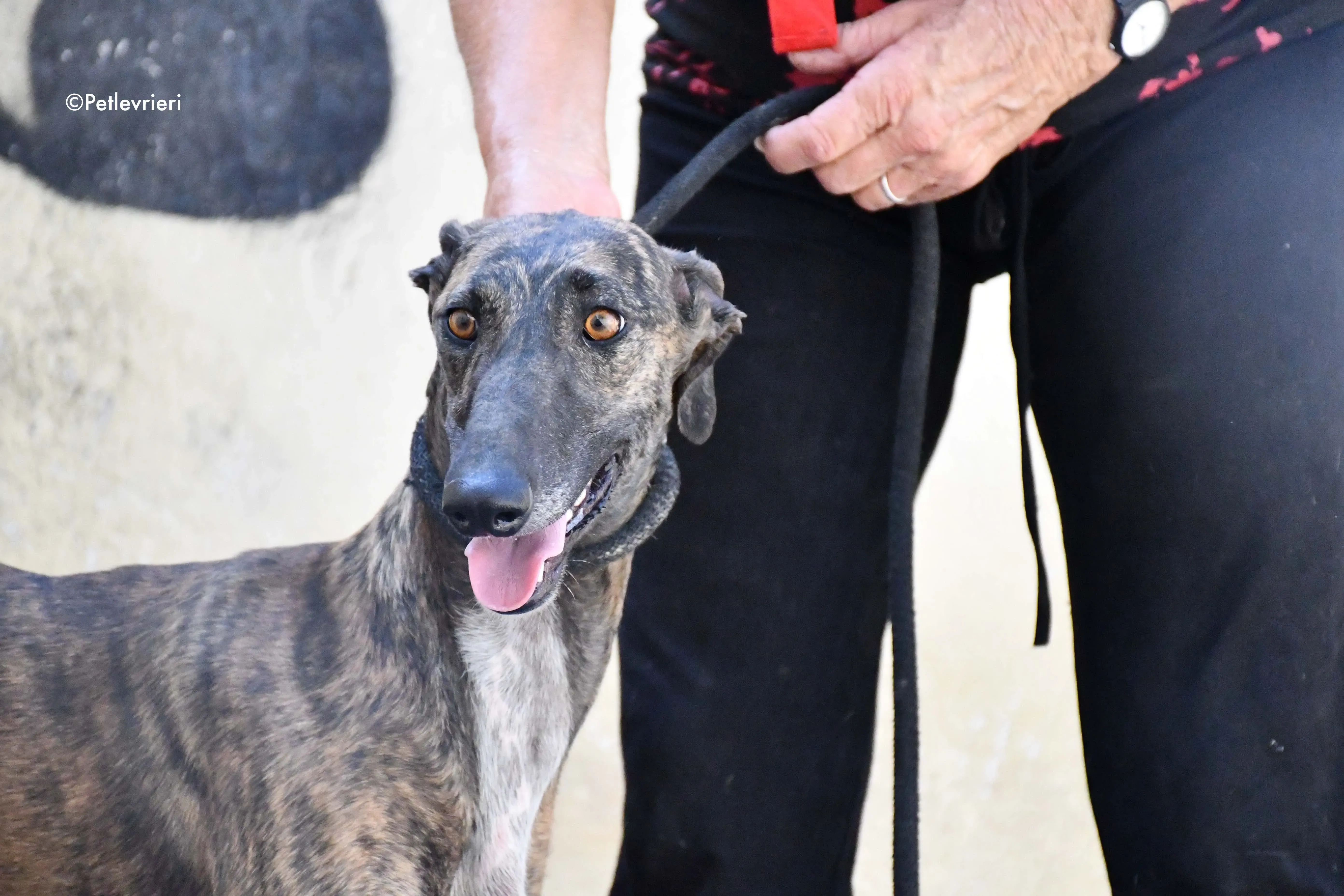 suerte adozione levrieri galgo 3