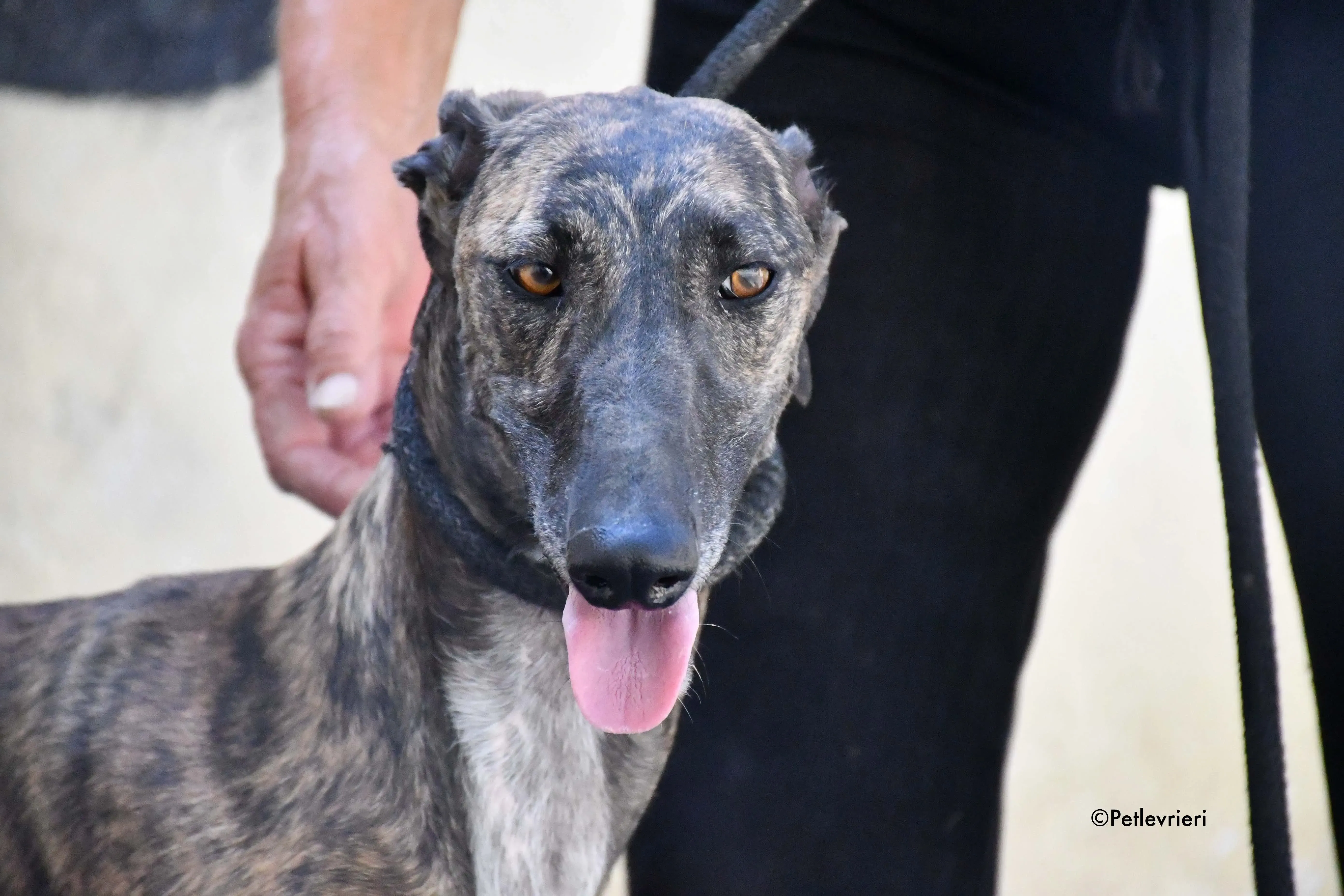 suerte adozione levrieri galgo 4