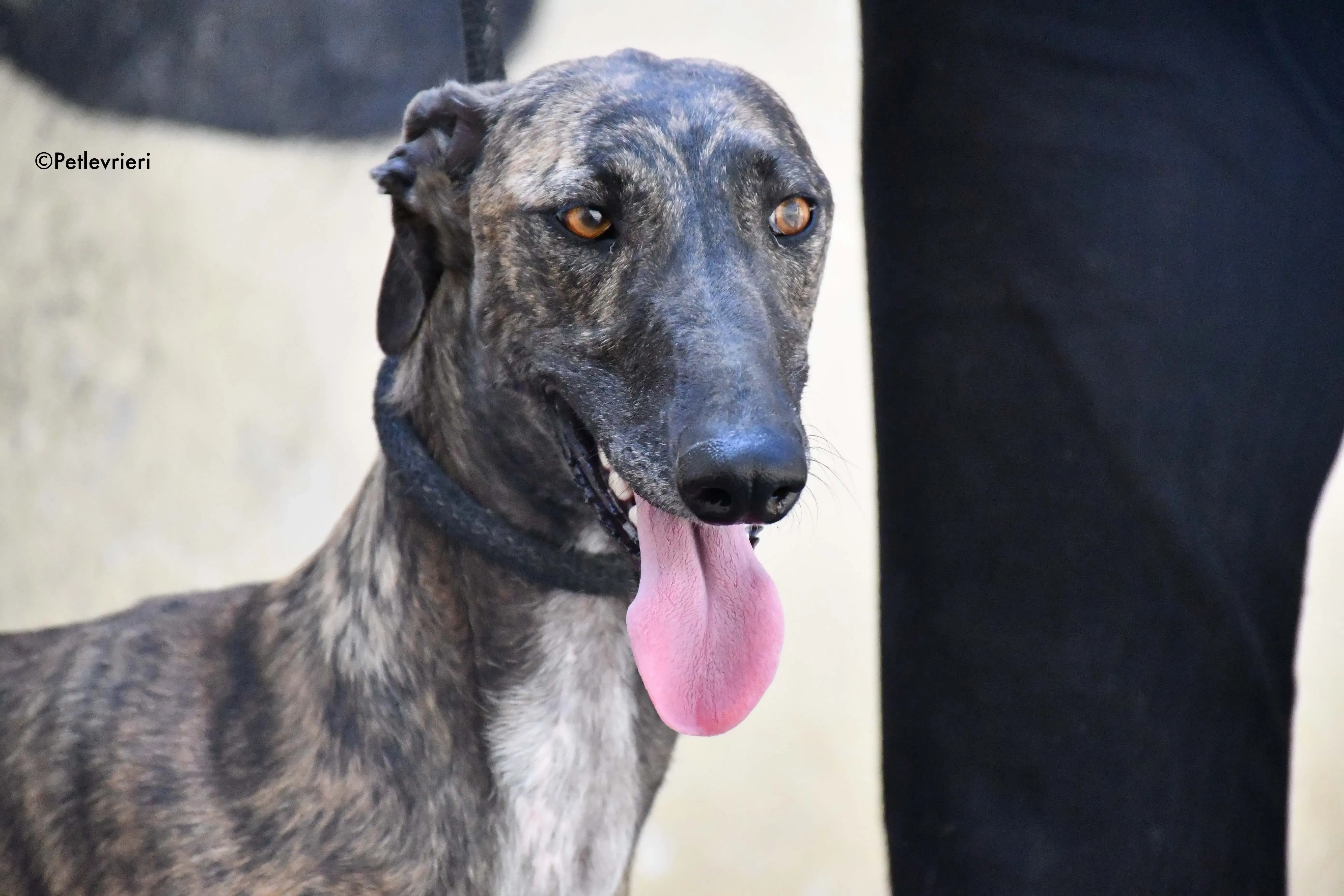 suerte adozione levrieri galgo 5