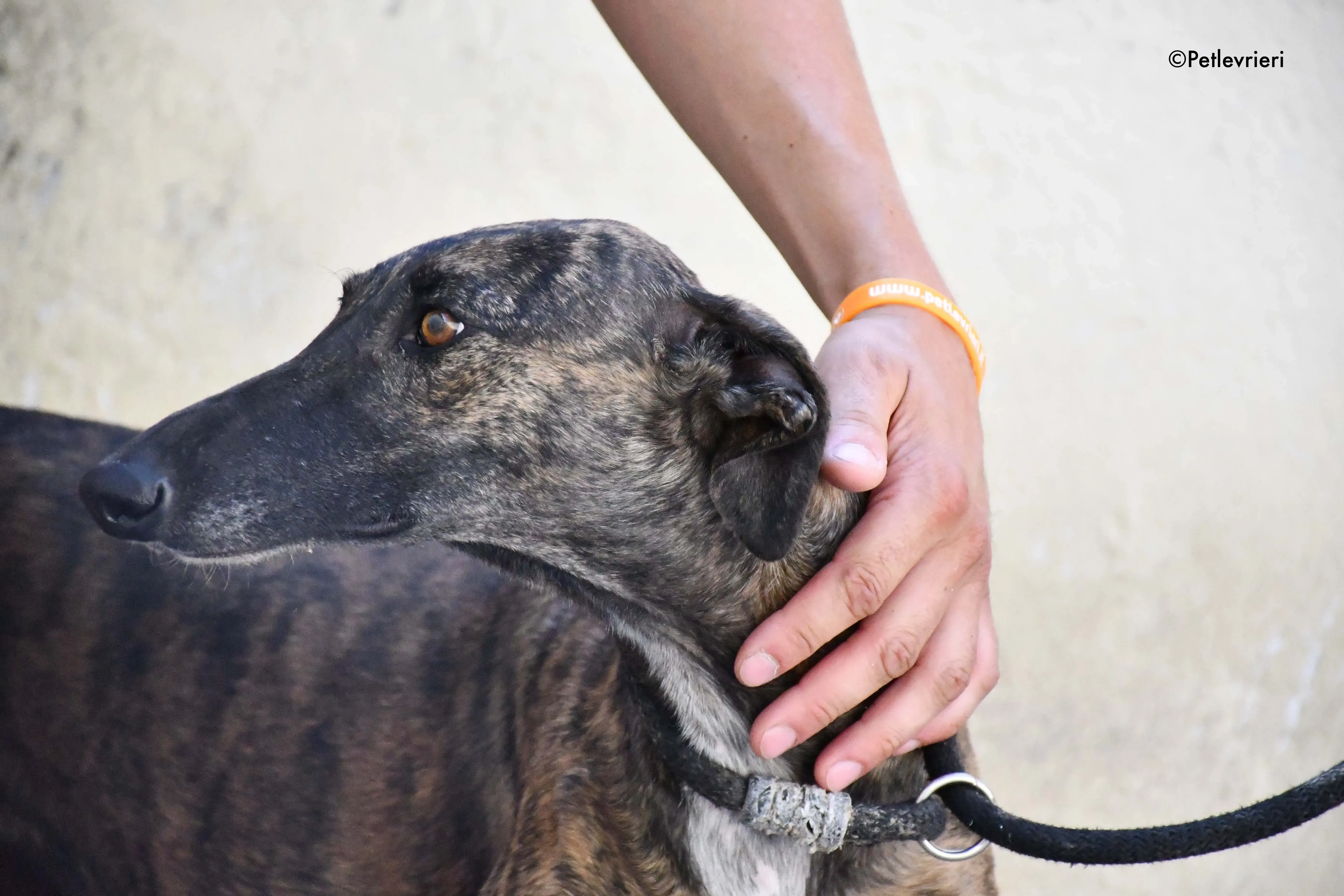 suerte adozione levrieri galgo 6