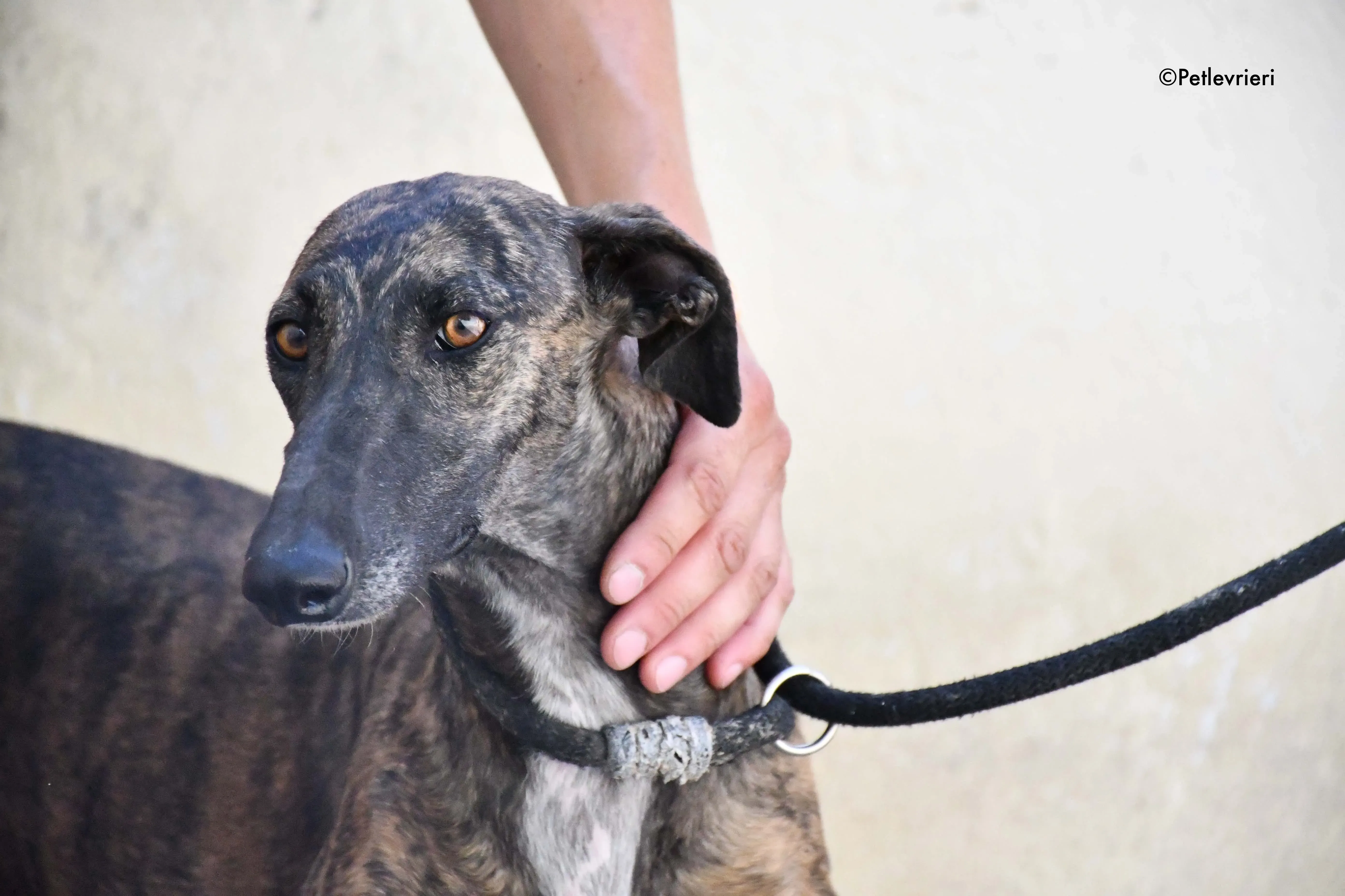 suerte adozione levrieri galgo 7