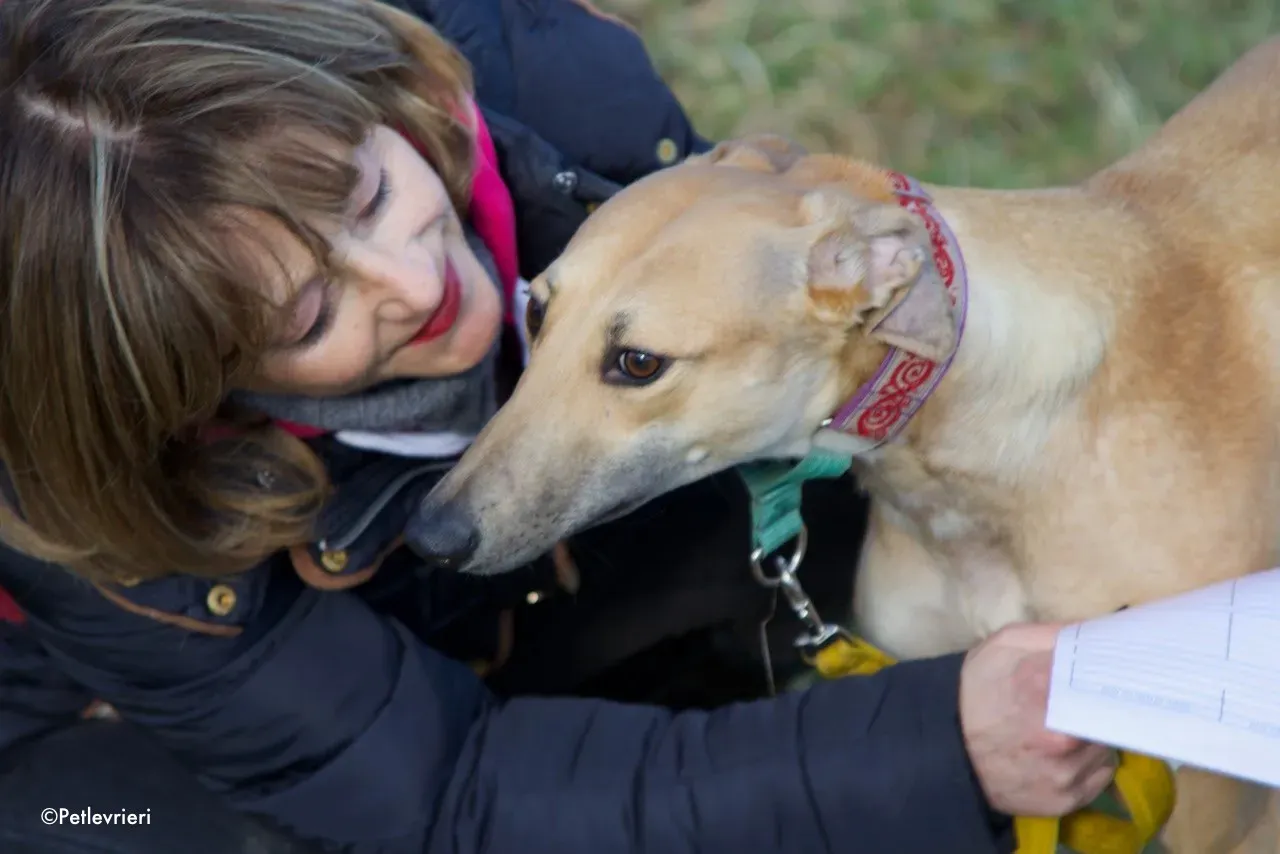 suhani adozione levrieri greyhound 1