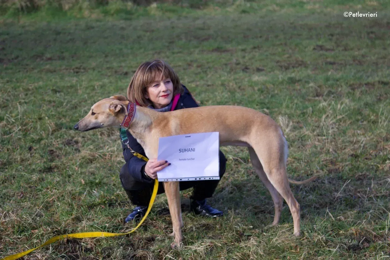 suhani adozione levrieri greyhound 10