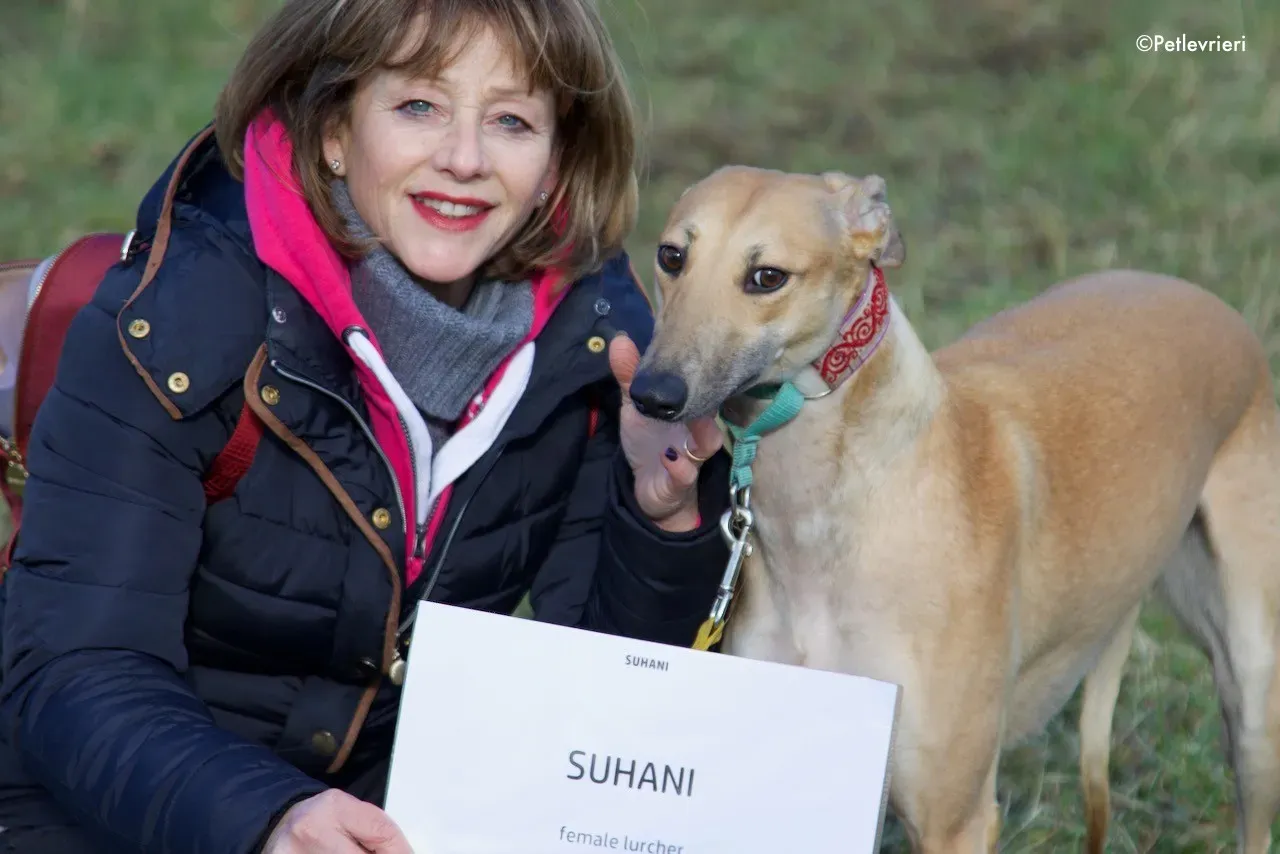 suhani adozione levrieri greyhound 11
