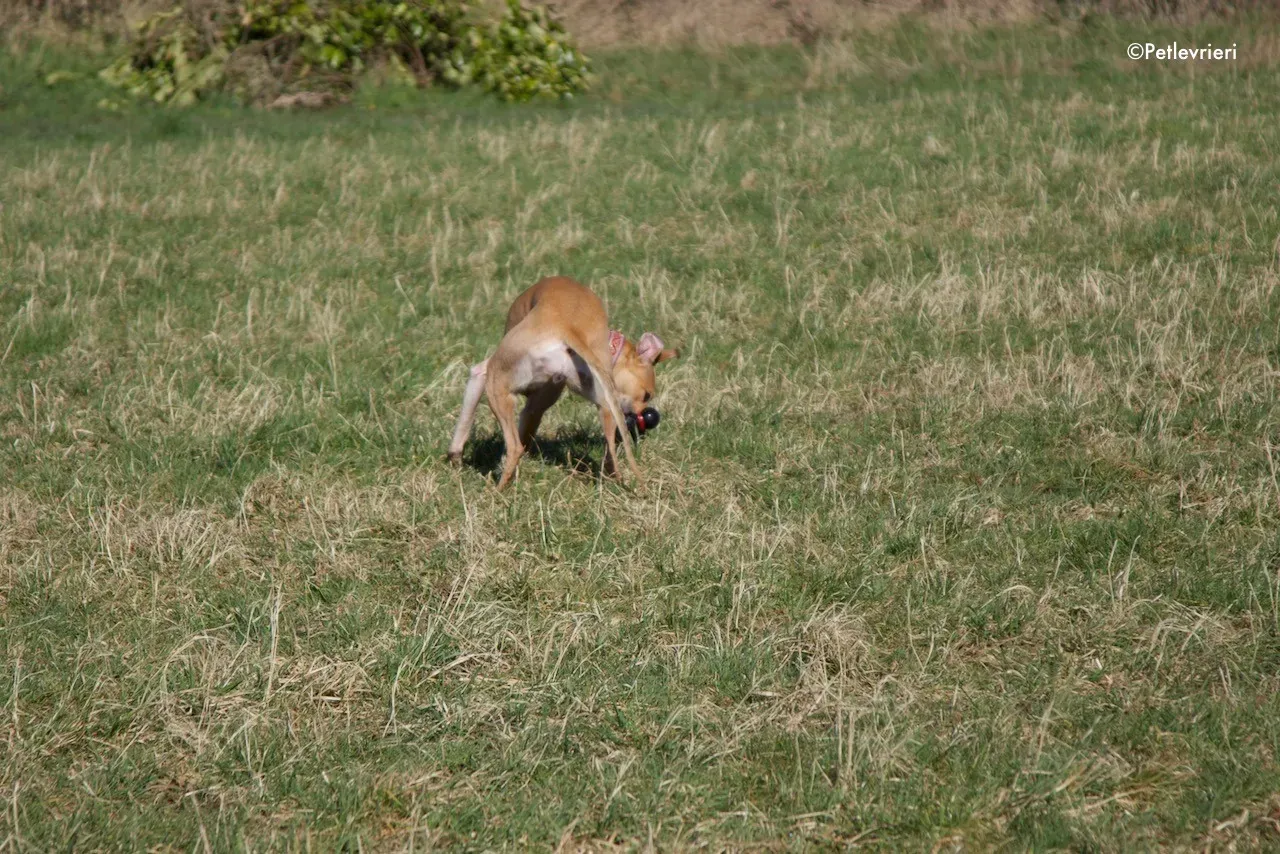 suhani adozione levrieri greyhound 12