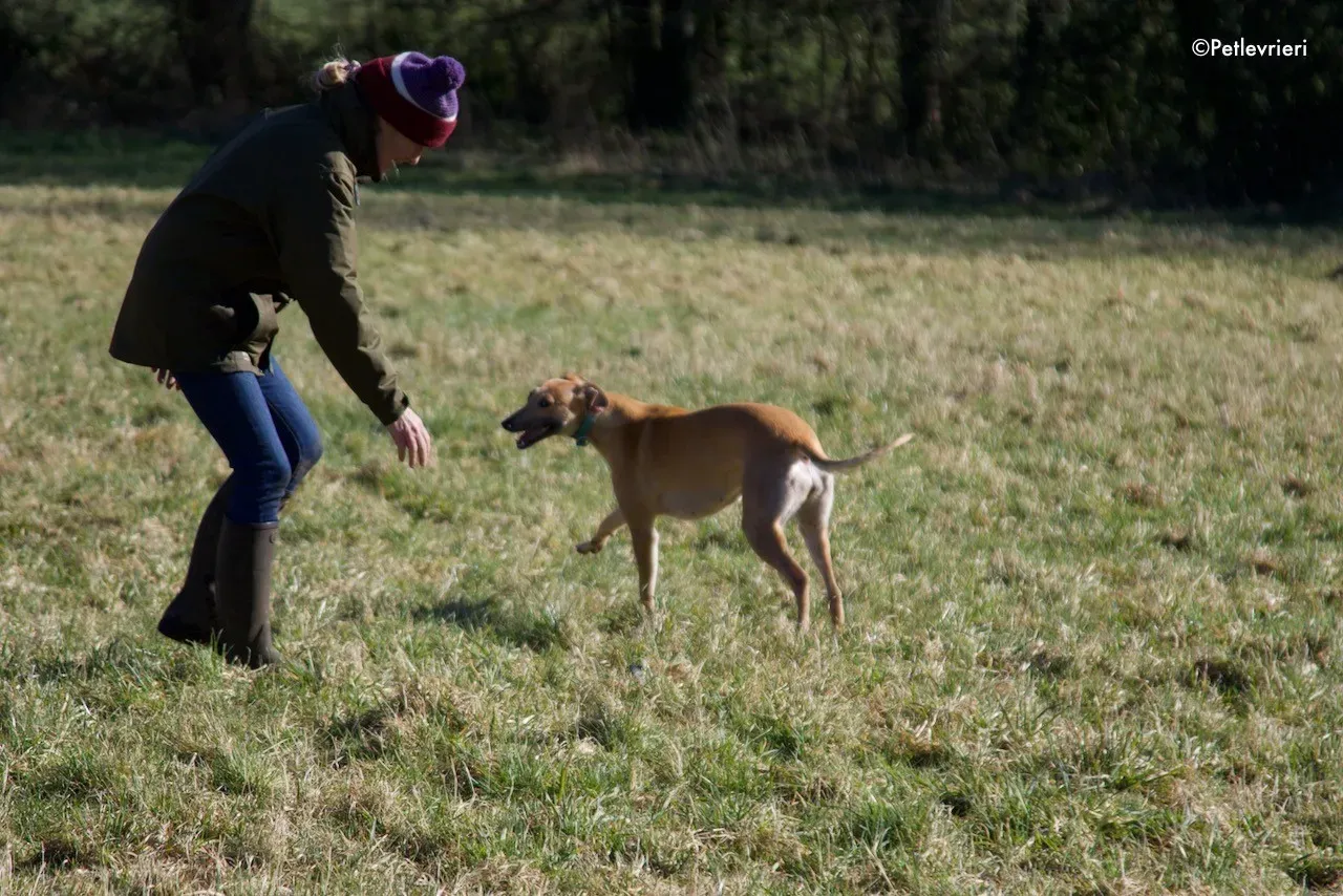 suhani adozione levrieri greyhound 13