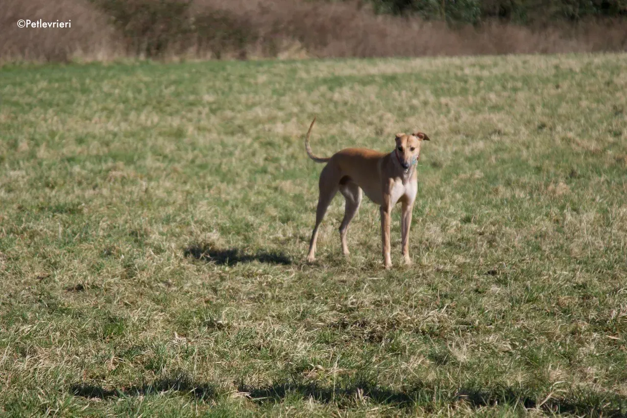 suhani adozione levrieri greyhound 14