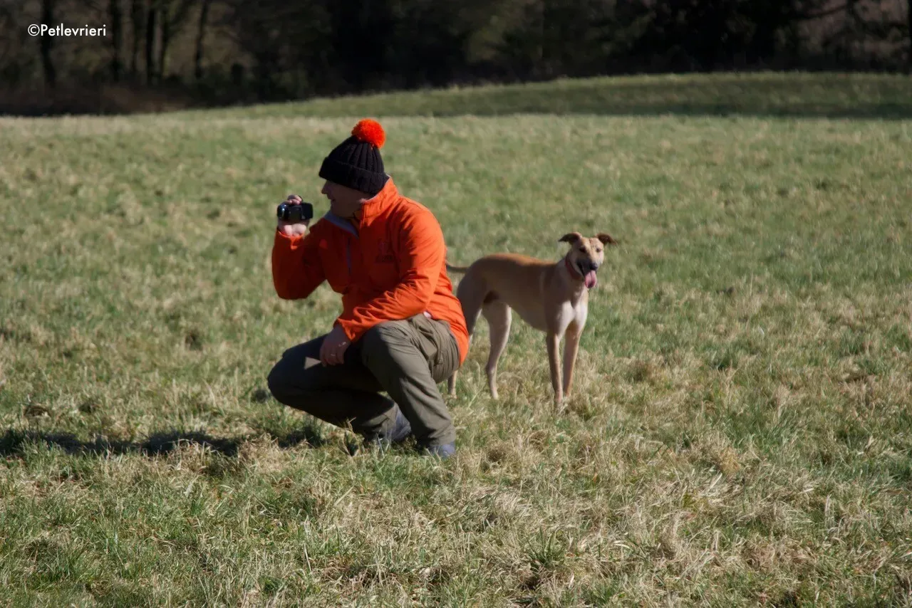 suhani adozione levrieri greyhound 15