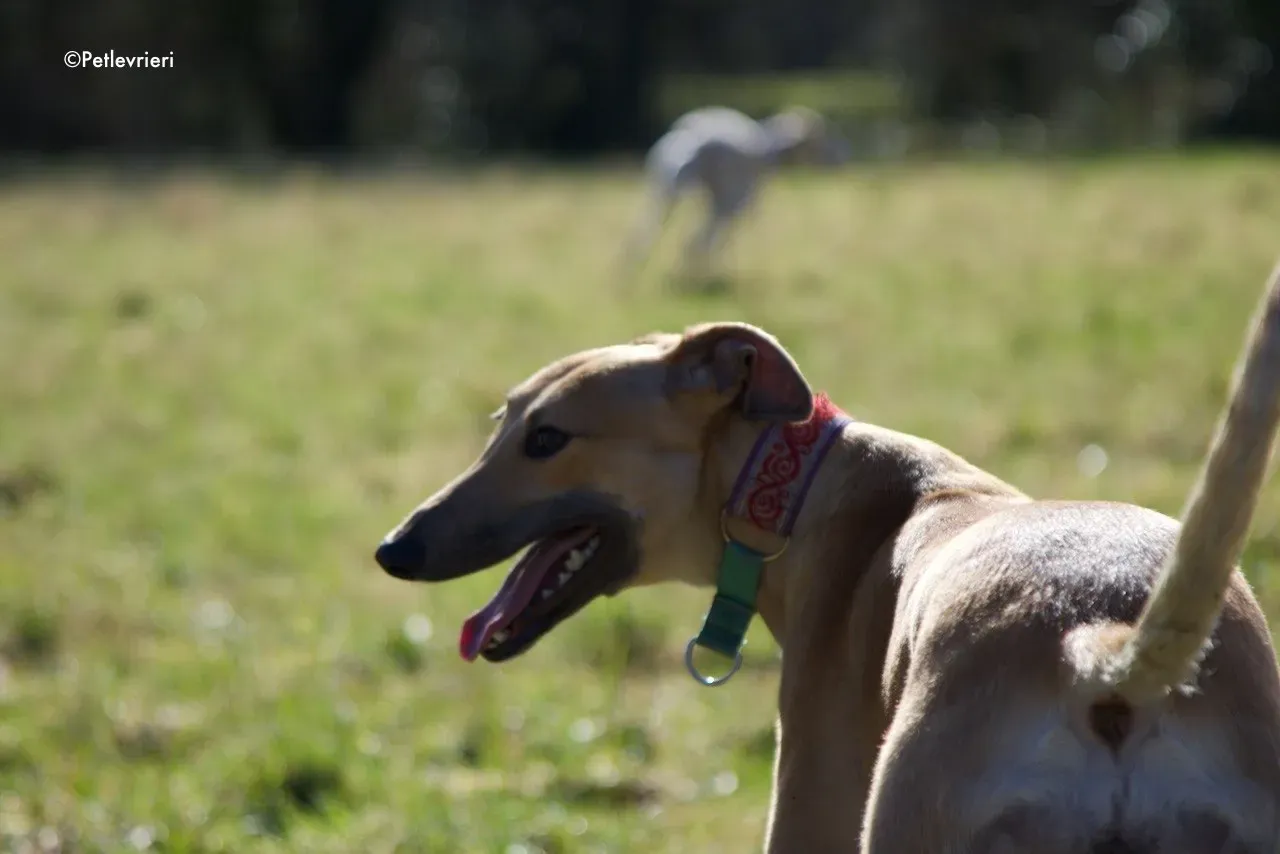 suhani adozione levrieri greyhound 16