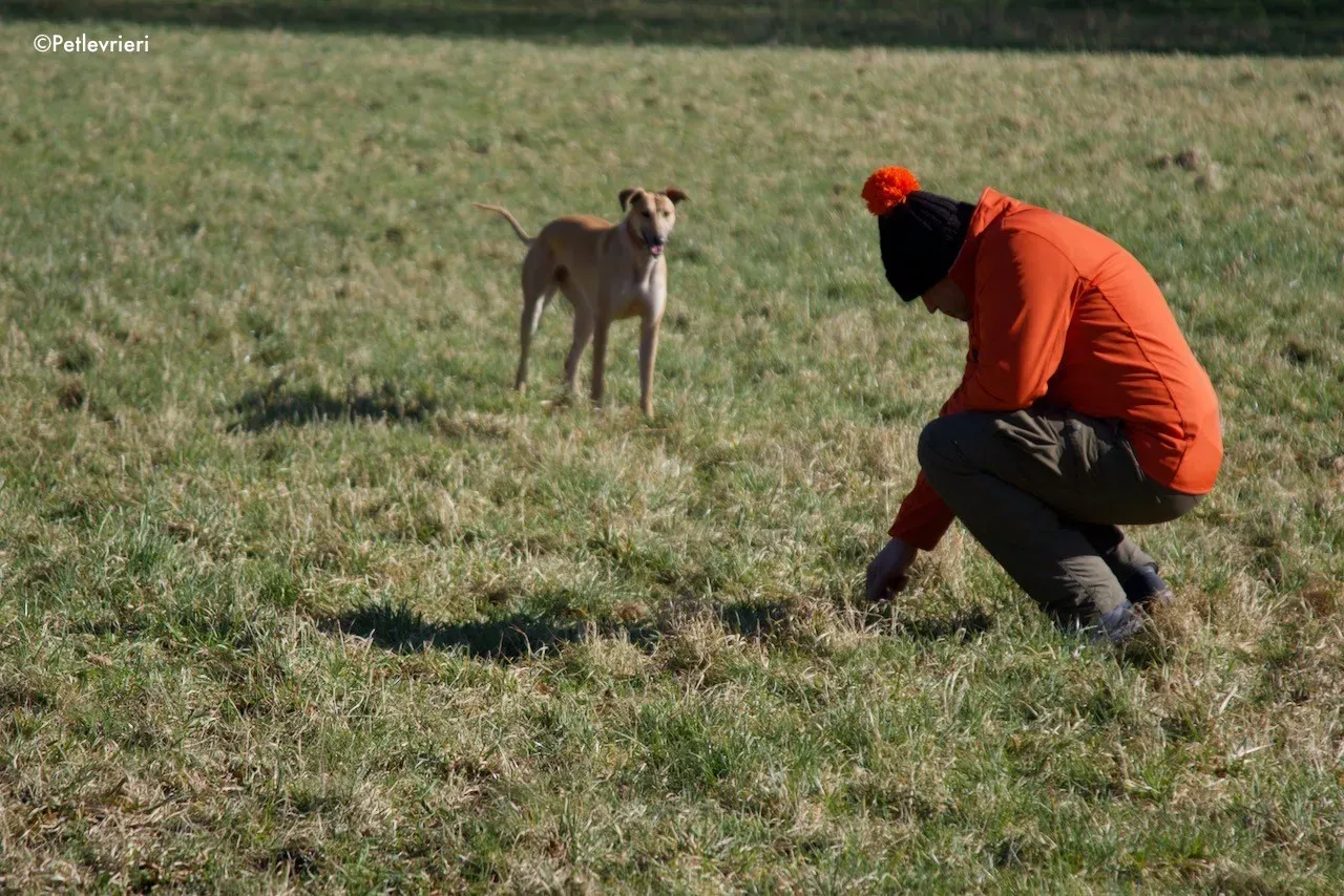 suhani adozione levrieri greyhound 18