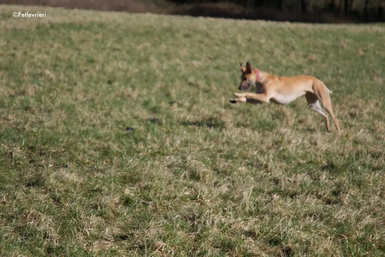 suhani adozione levrieri greyhound 19