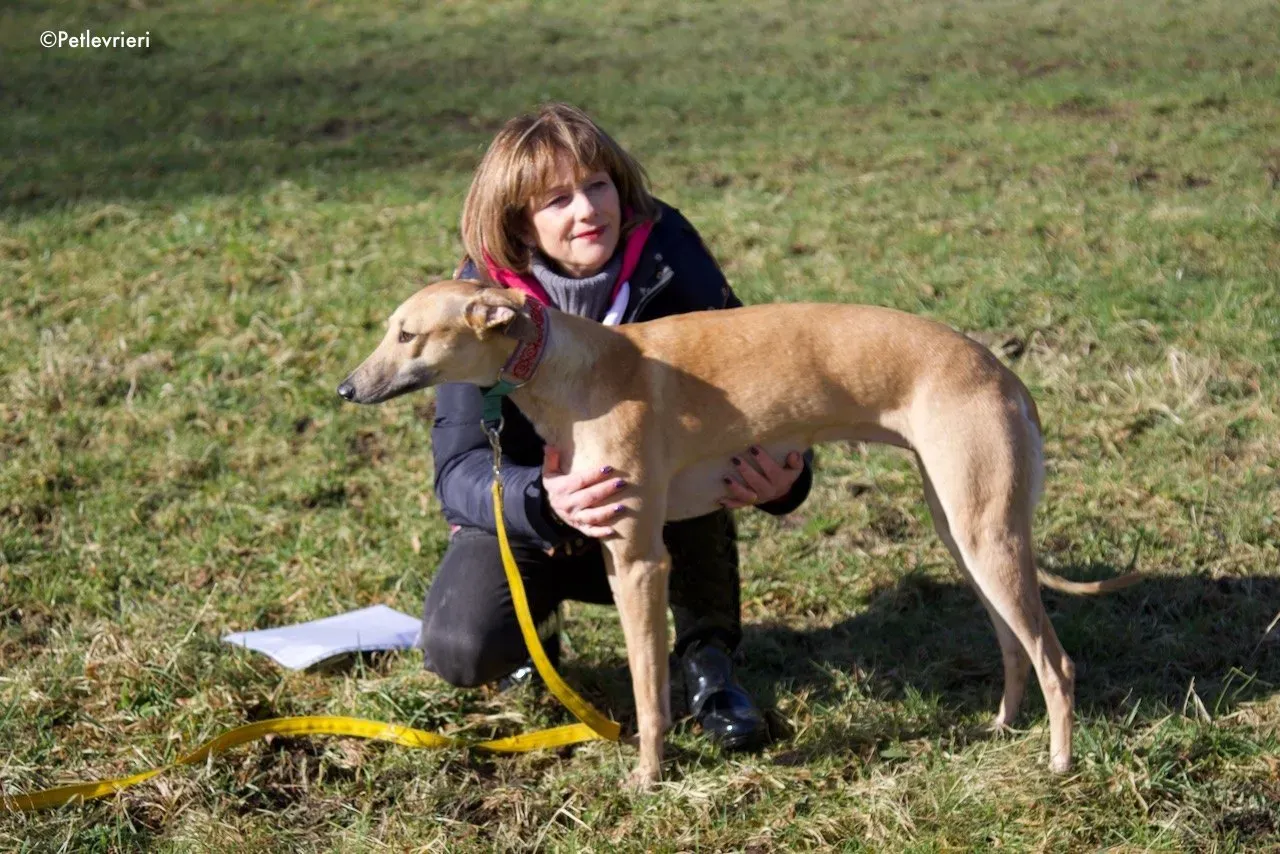 suhani adozione levrieri greyhound 2