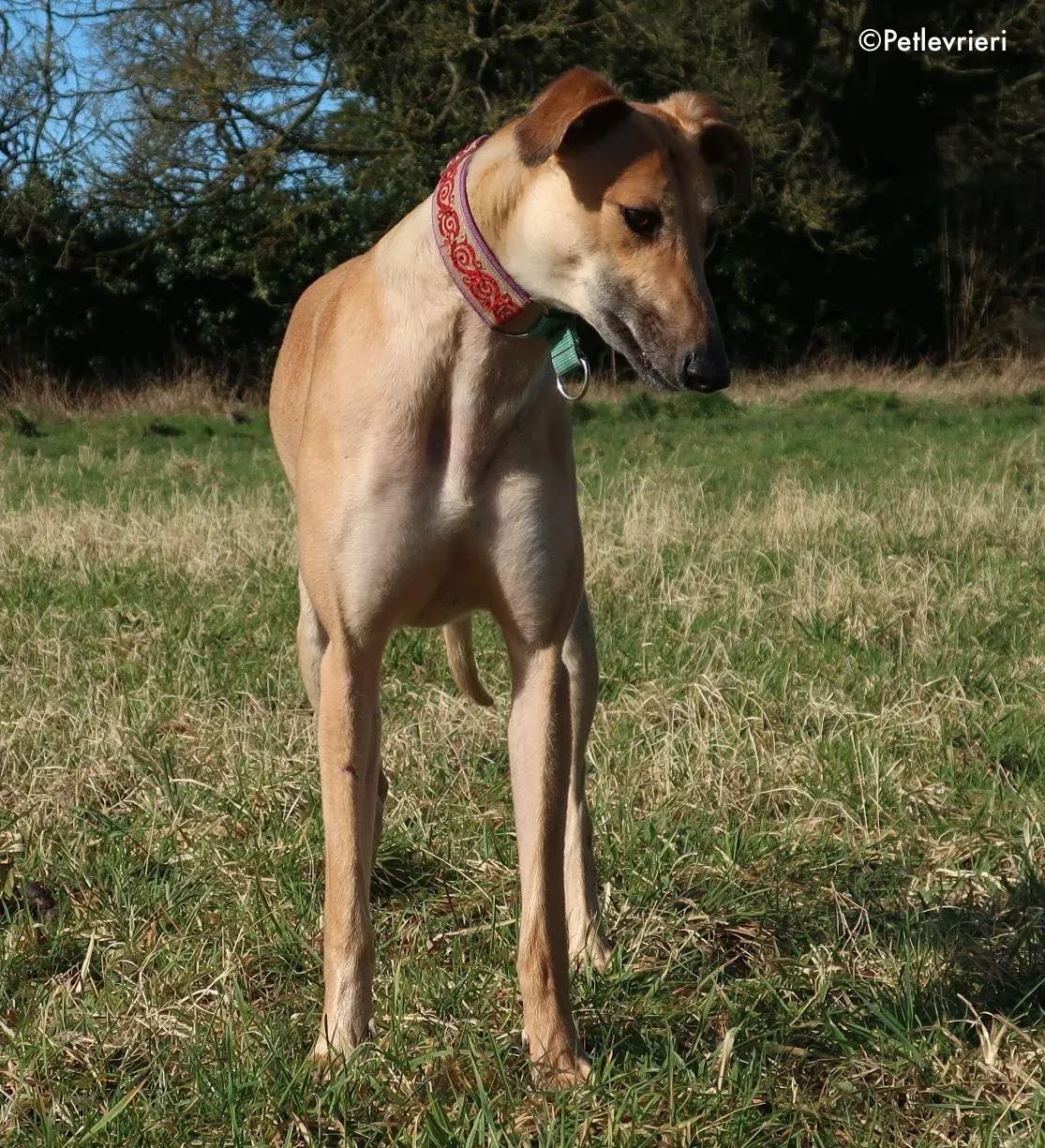 suhani adozione levrieri greyhound 20