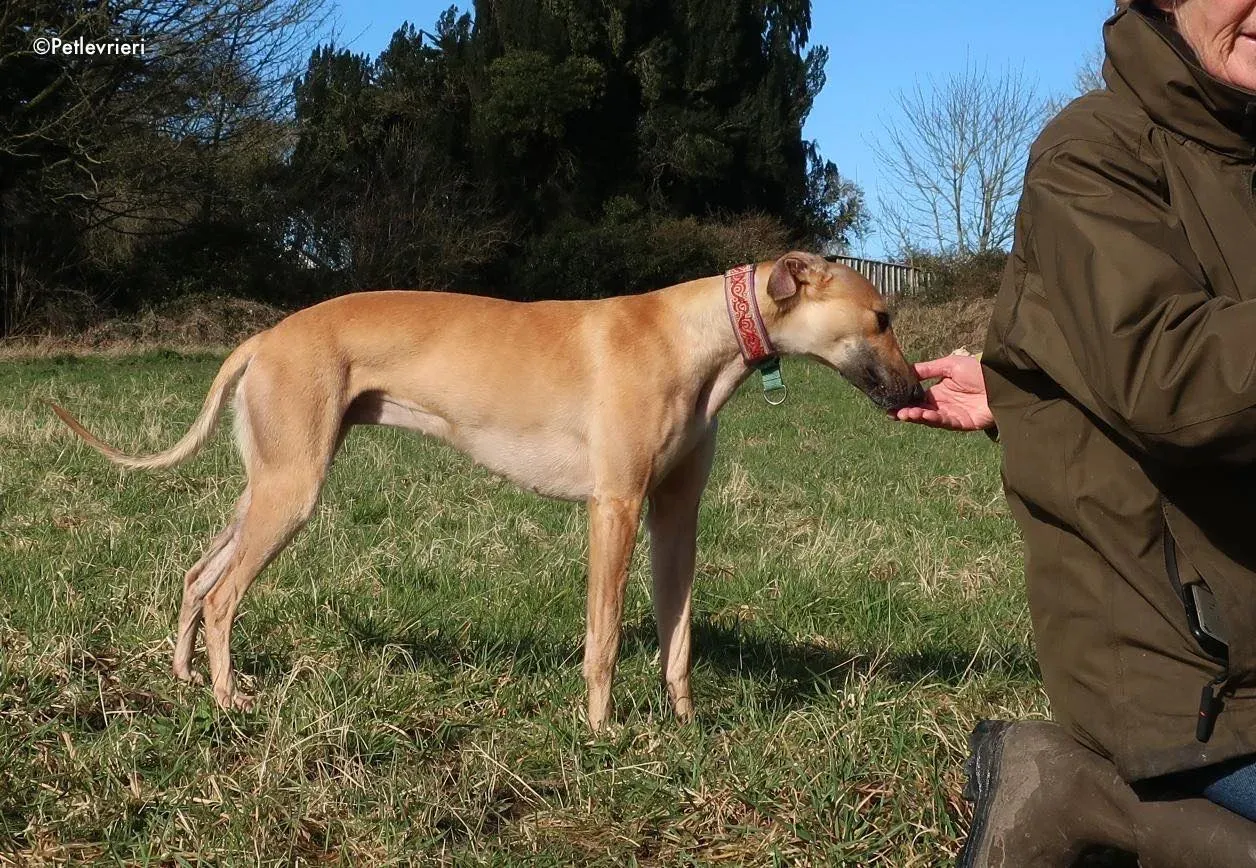 suhani adozione levrieri greyhound 21