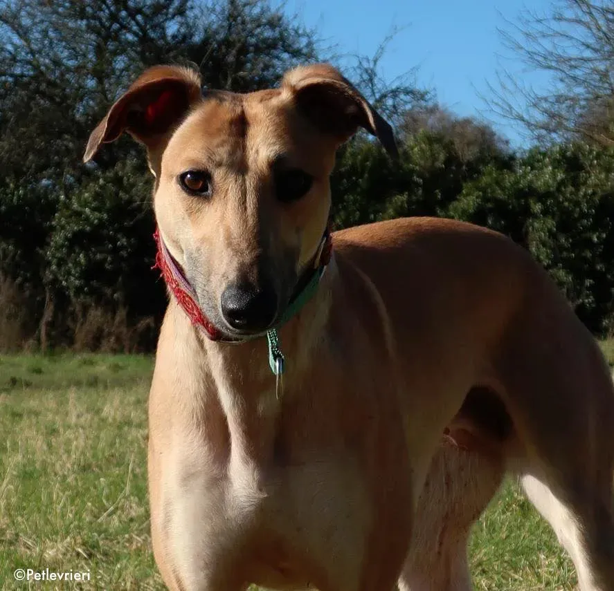 suhani adozione levrieri greyhound 22