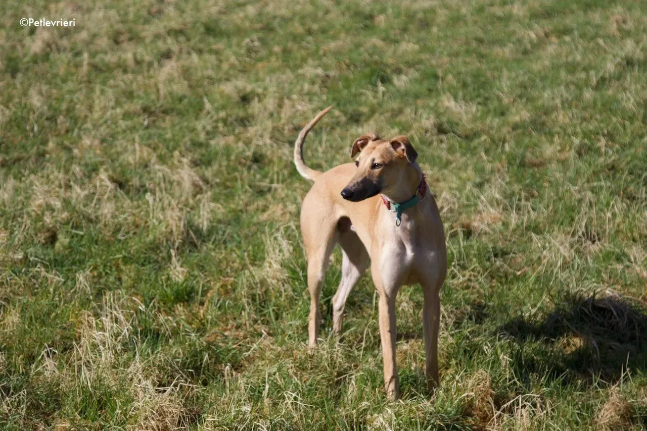 suhani adozione levrieri greyhound 3