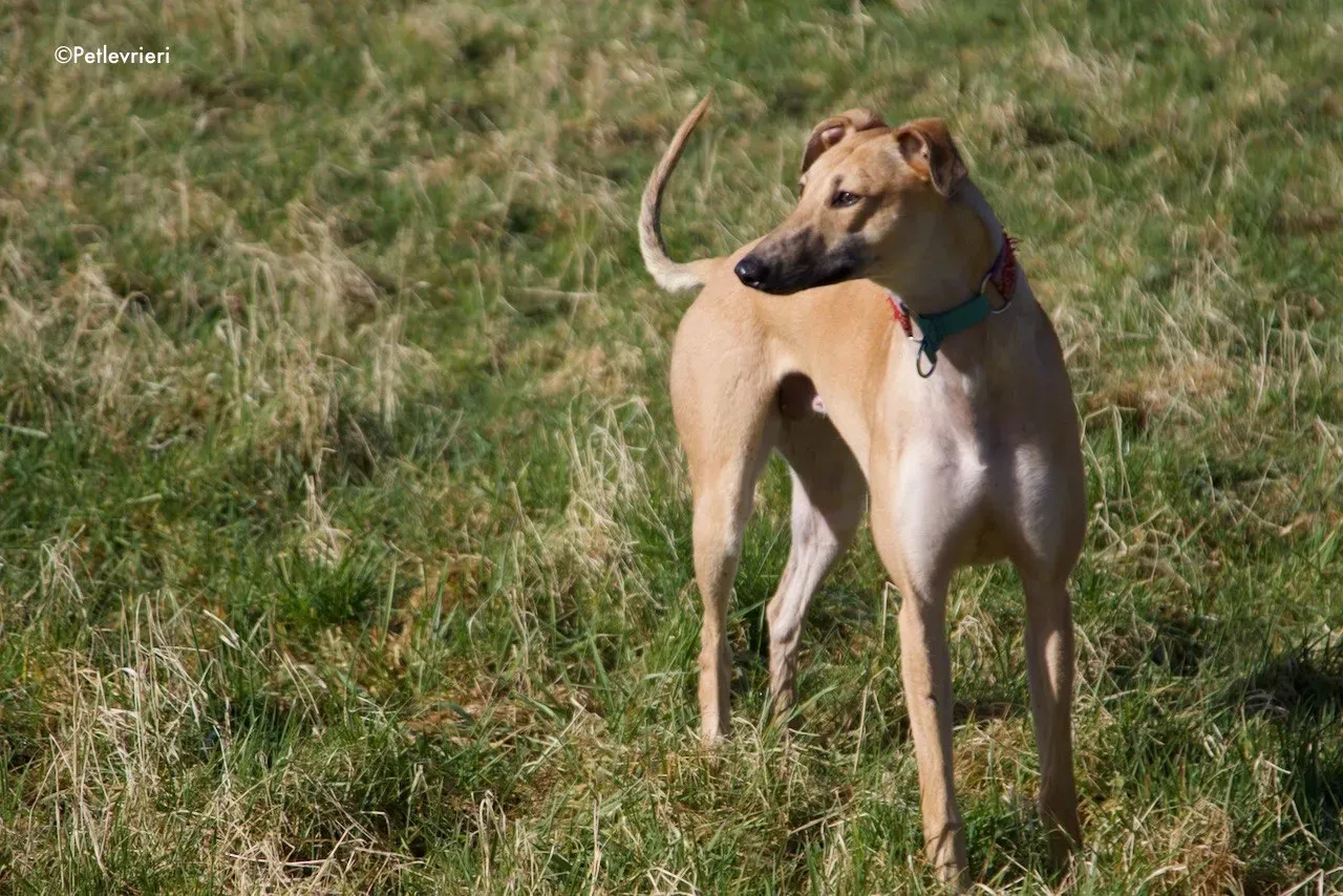 suhani adozione levrieri greyhound 4