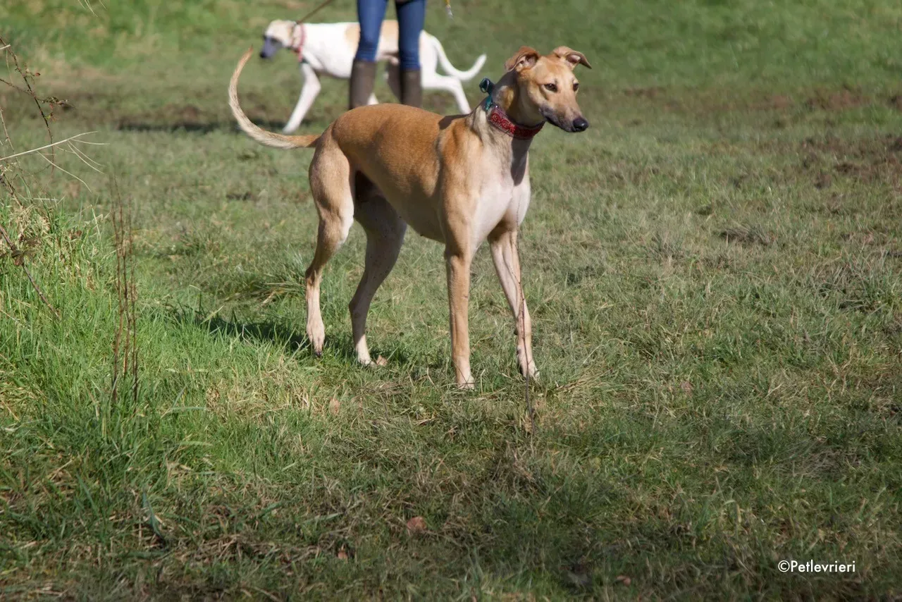 suhani adozione levrieri greyhound 5