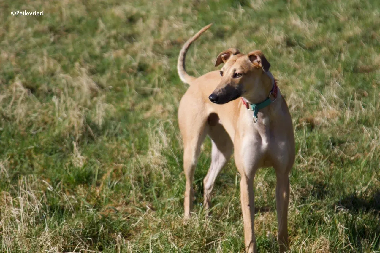 suhani adozione levrieri greyhound 6