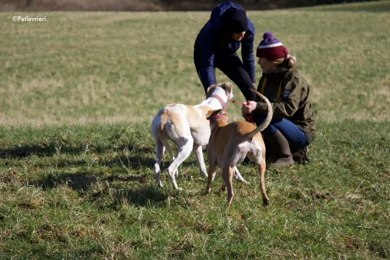 suhani adozione levrieri greyhound 7
