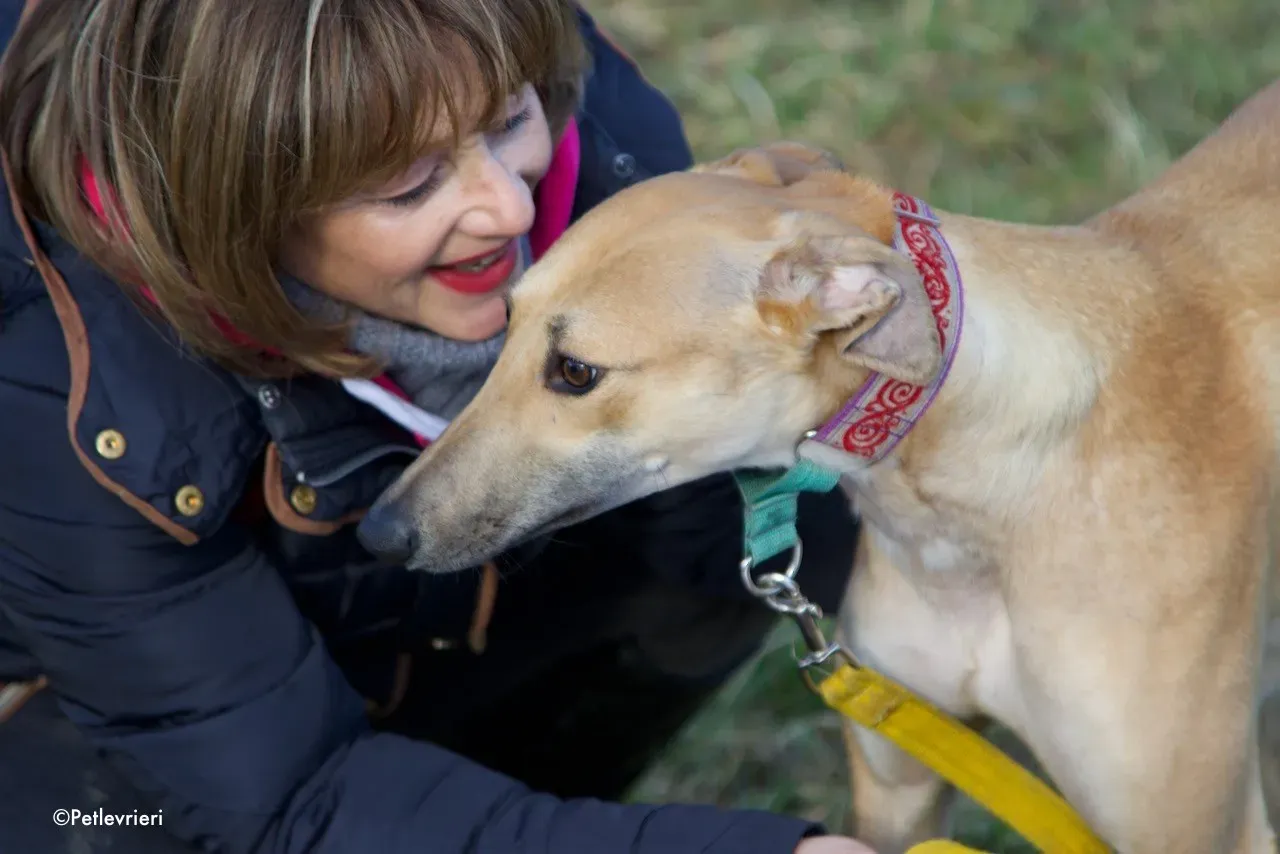 suhani adozione levrieri greyhound 9
