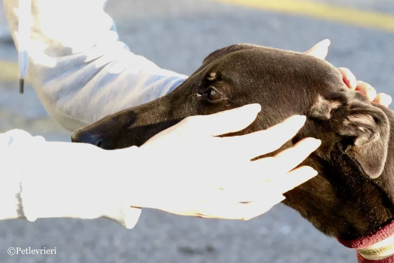 suki adozione greyhound macao 1 1