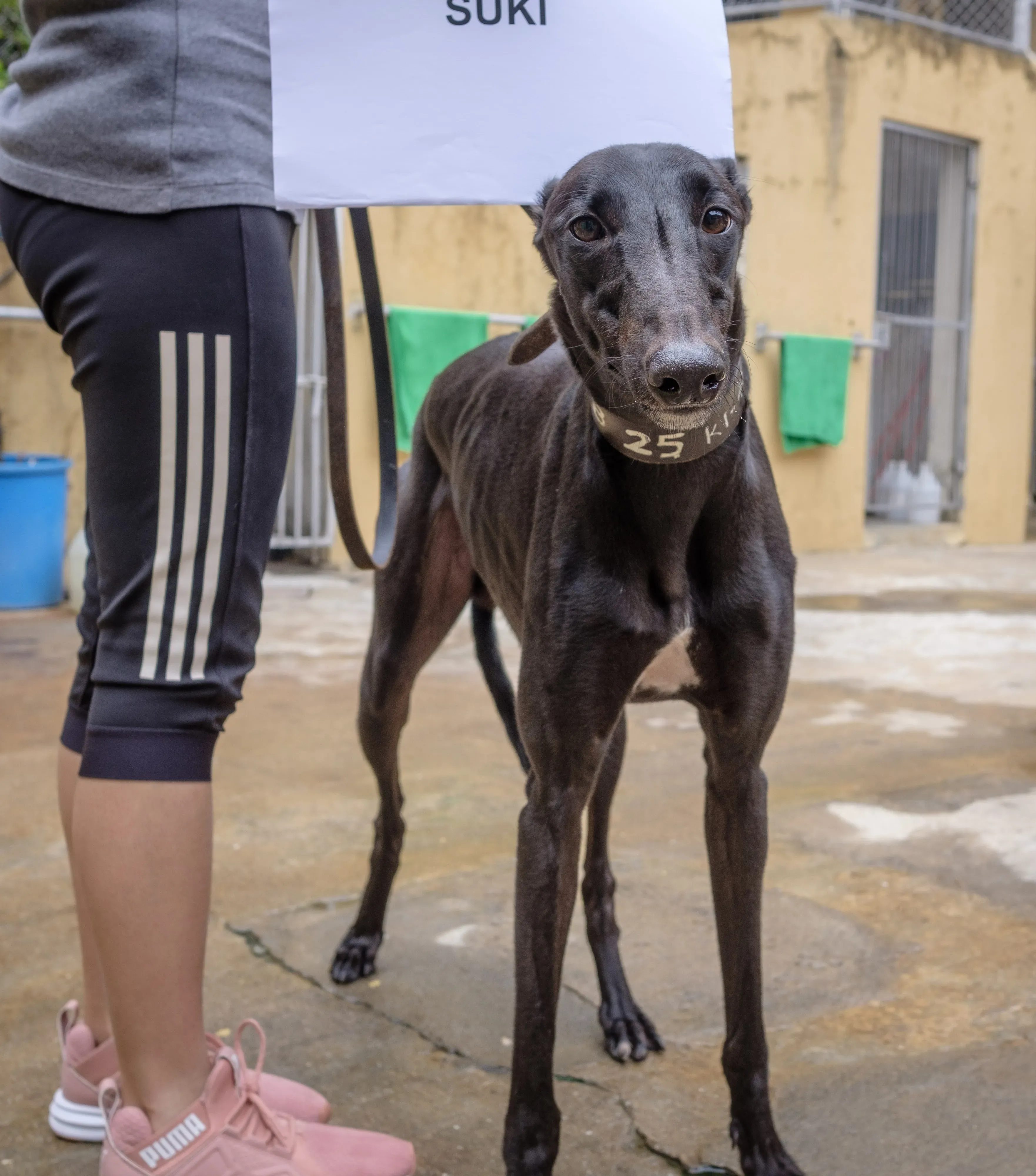suki adozione greyhound macao 1