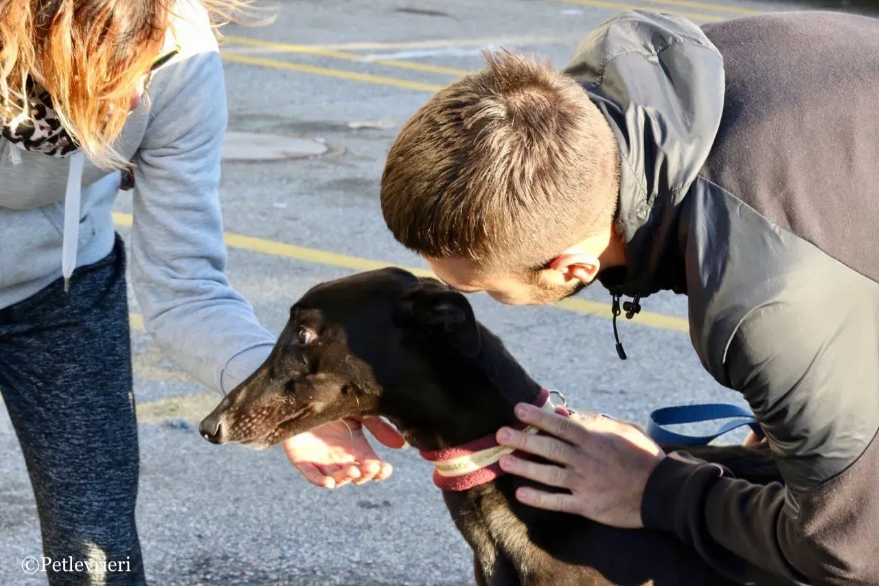 suki adozione greyhound macao 10 1