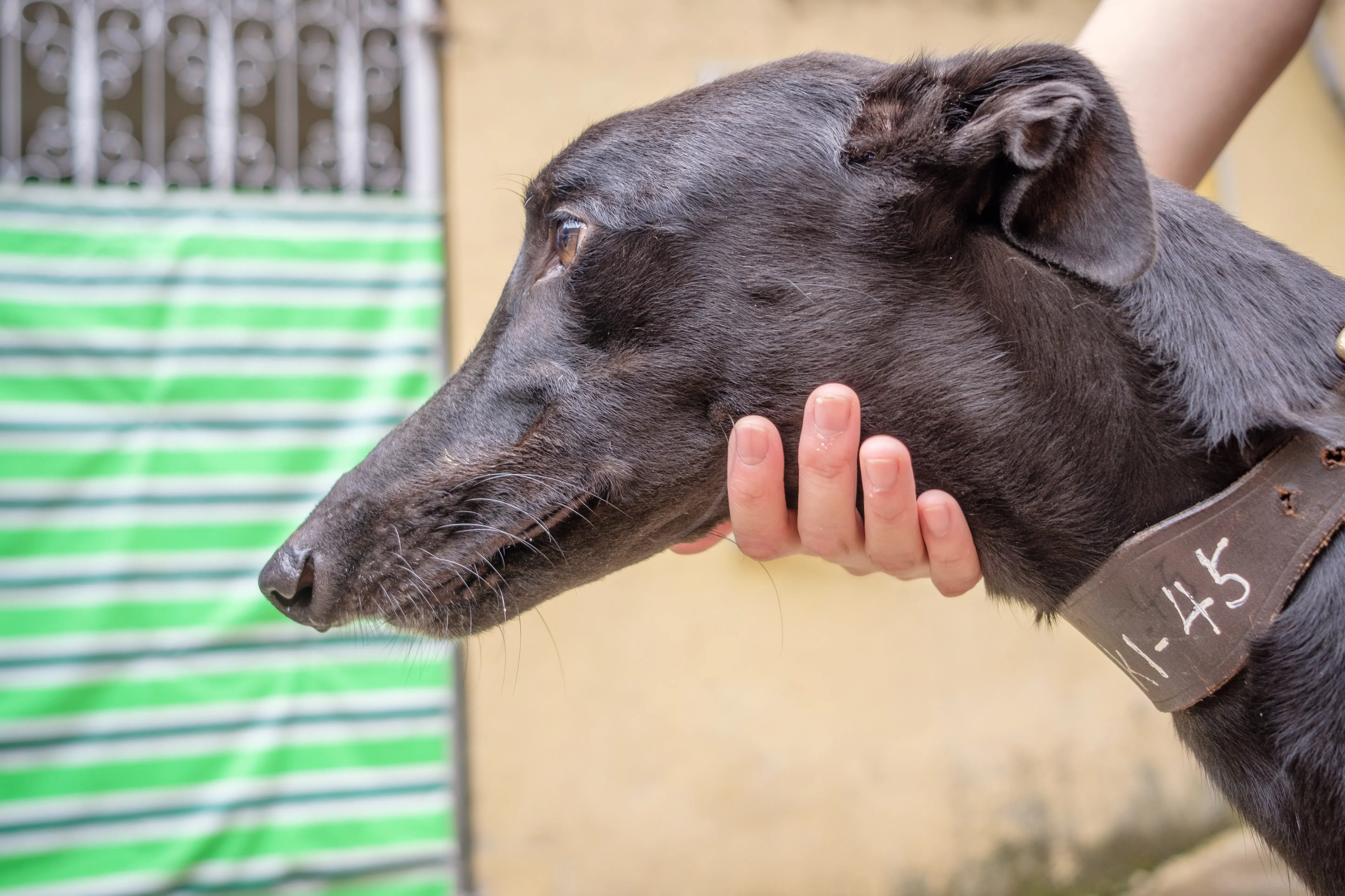 suki adozione greyhound macao 10