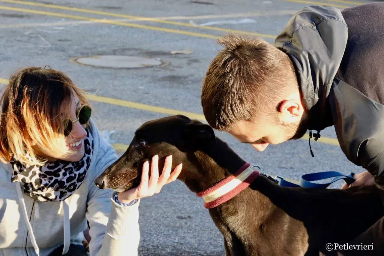 suki adozione greyhound macao 11 1