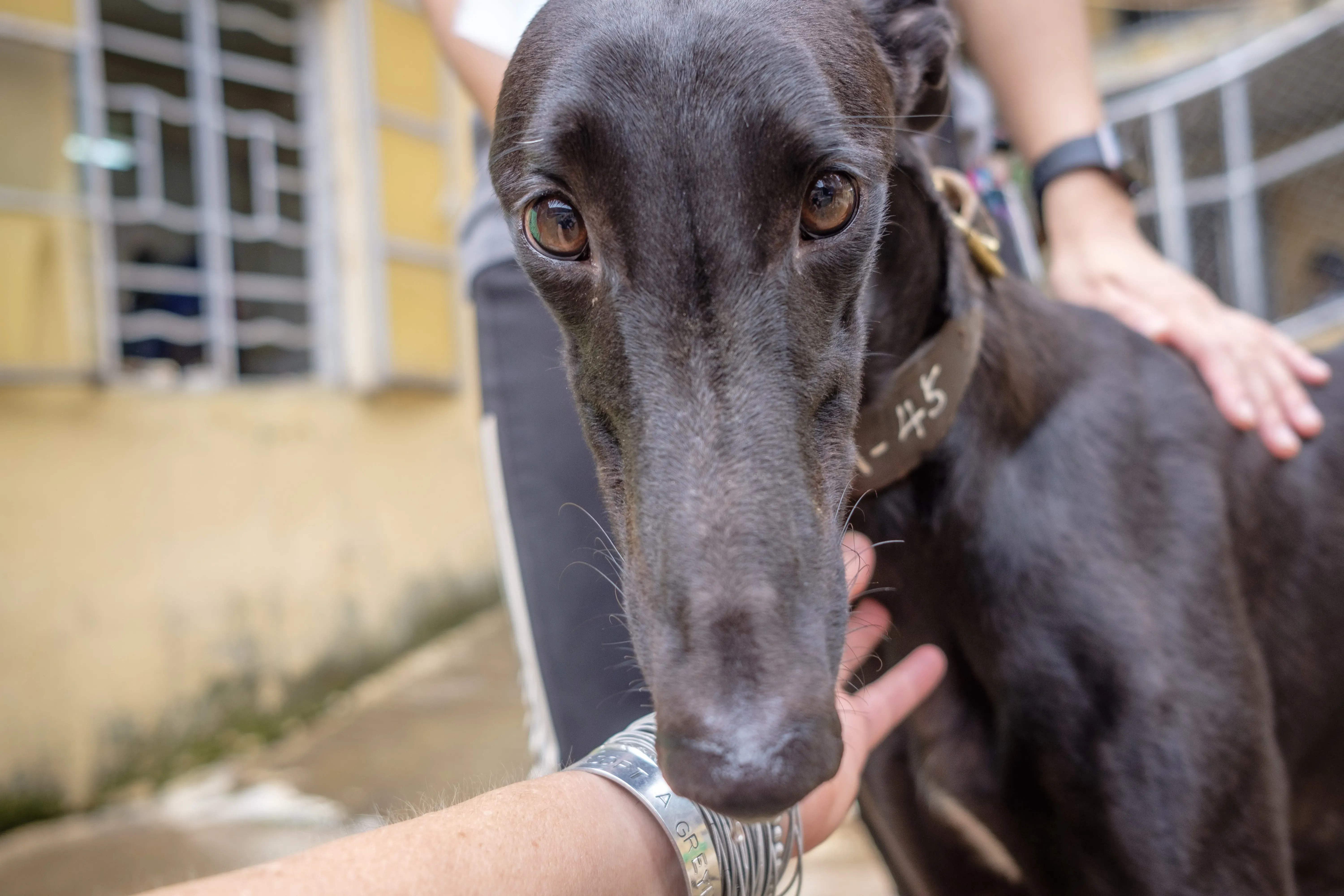 suki adozione greyhound macao 11
