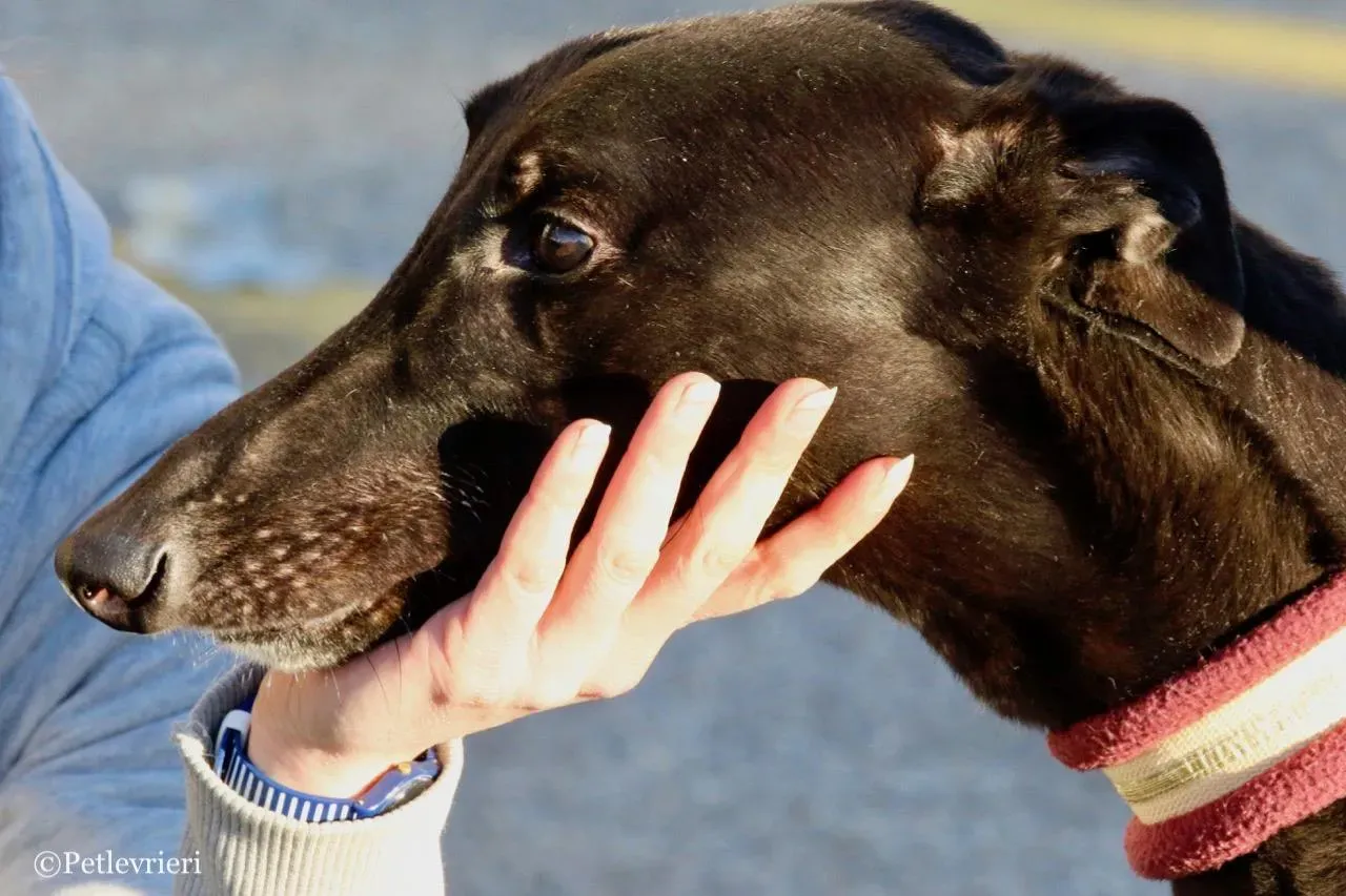 suki adozione greyhound macao 12 1