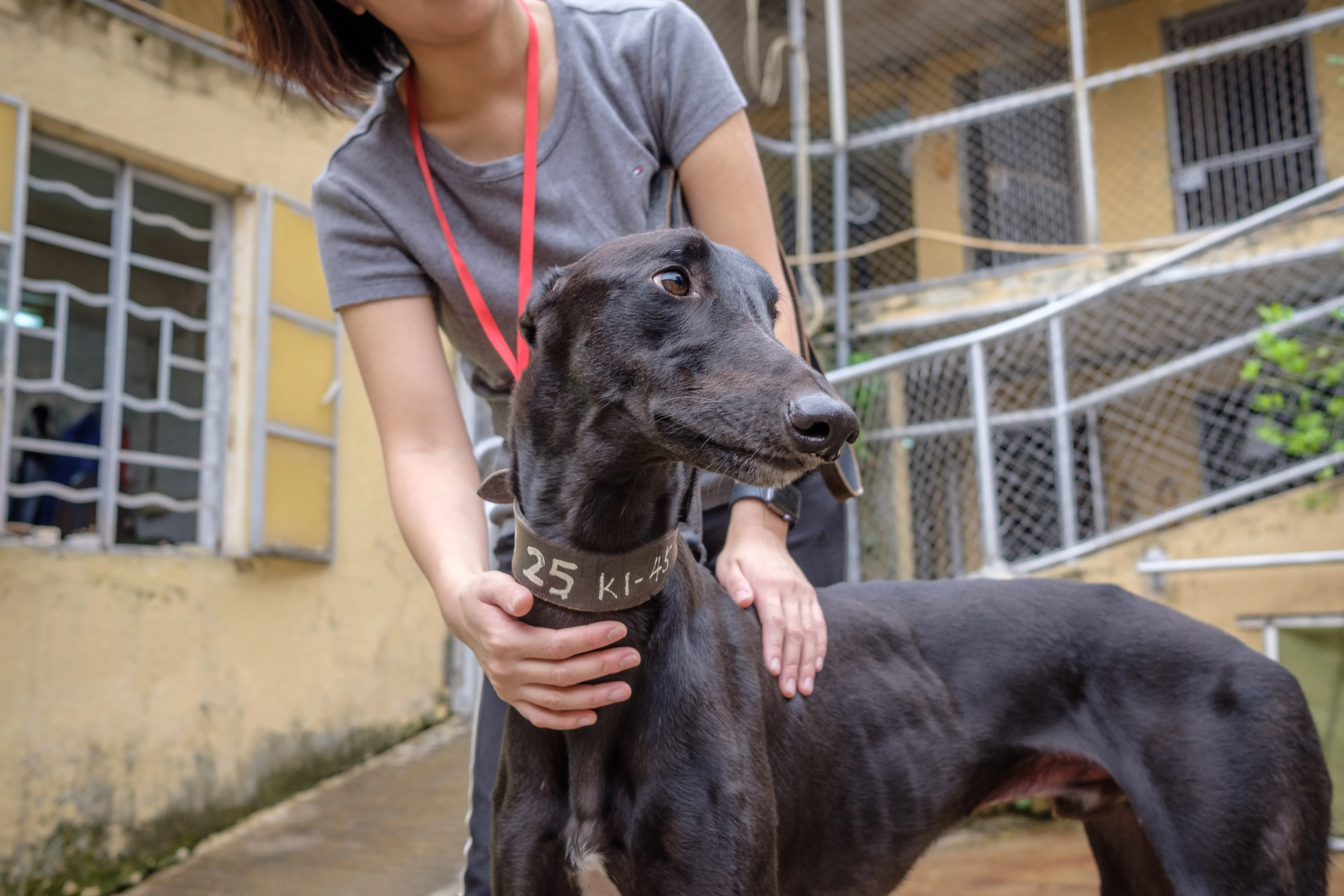 suki adozione greyhound macao 12