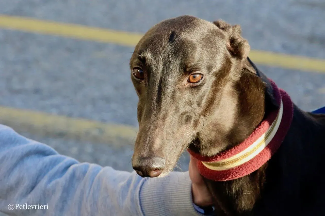 suki adozione greyhound macao 13 1