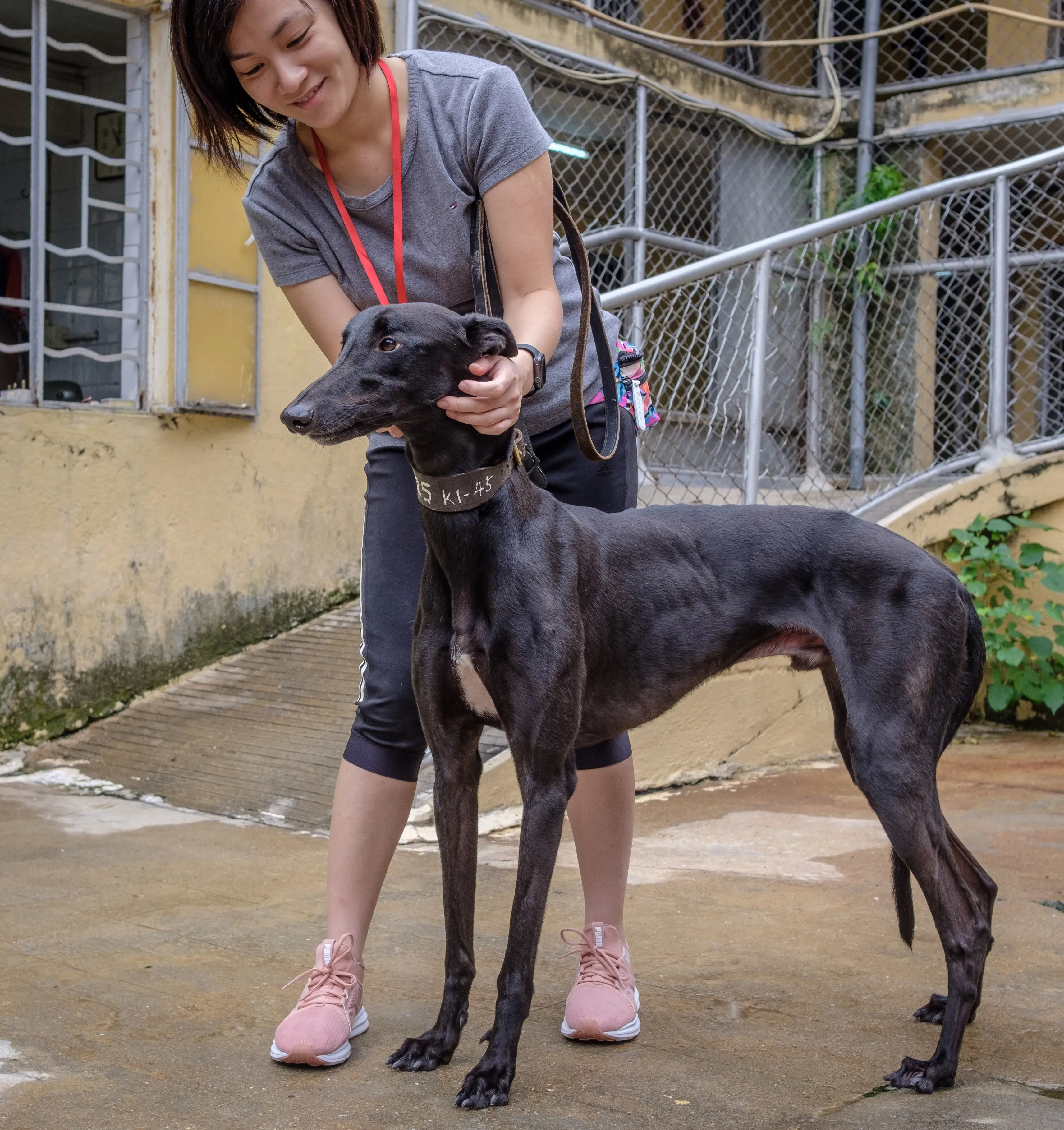 suki adozione greyhound macao 13