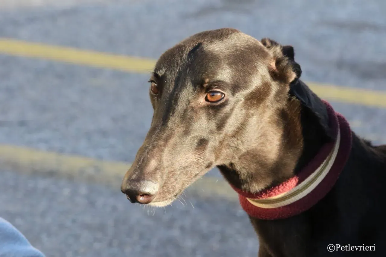 suki adozione greyhound macao 14 1