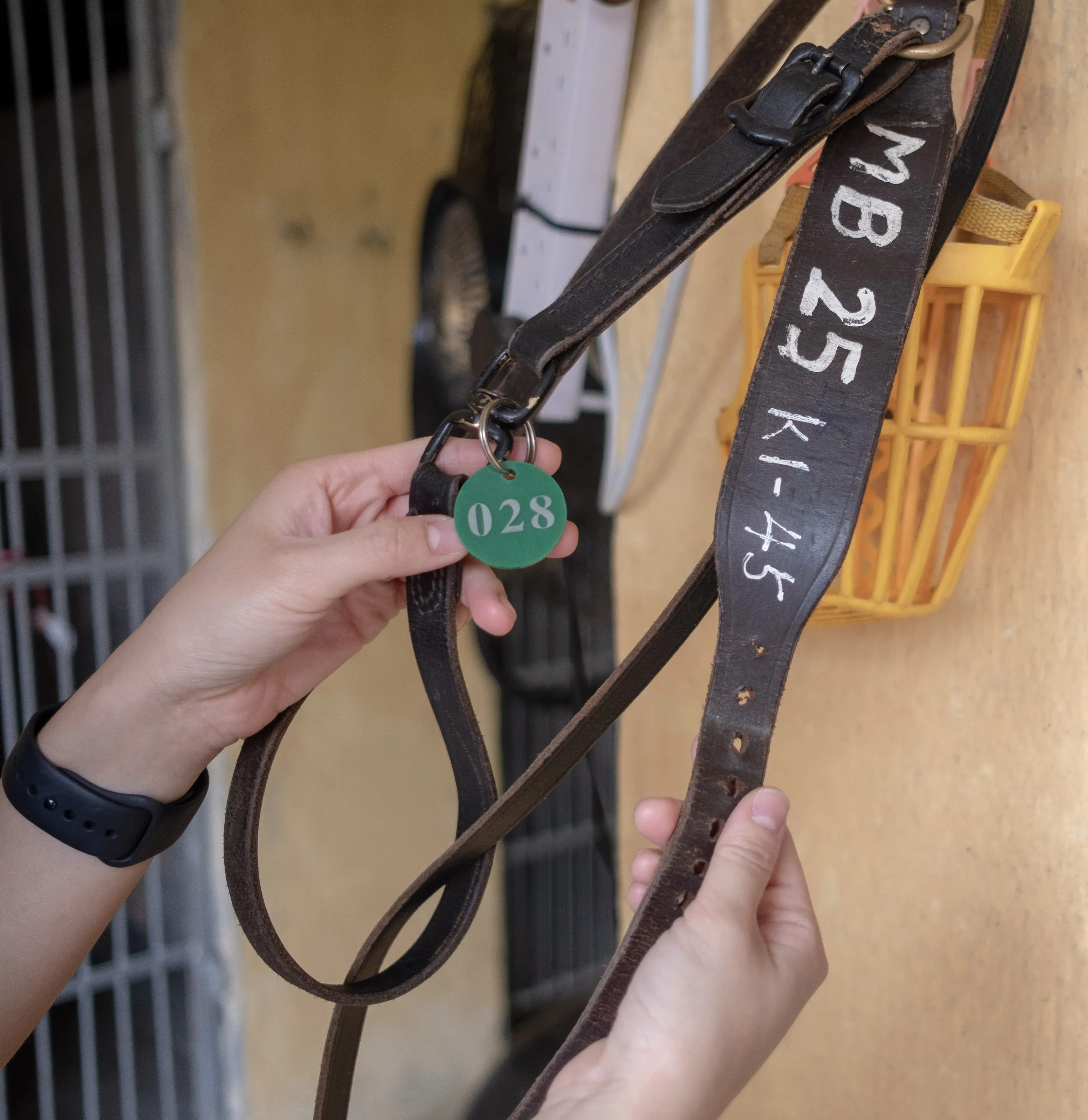 suki adozione greyhound macao 14