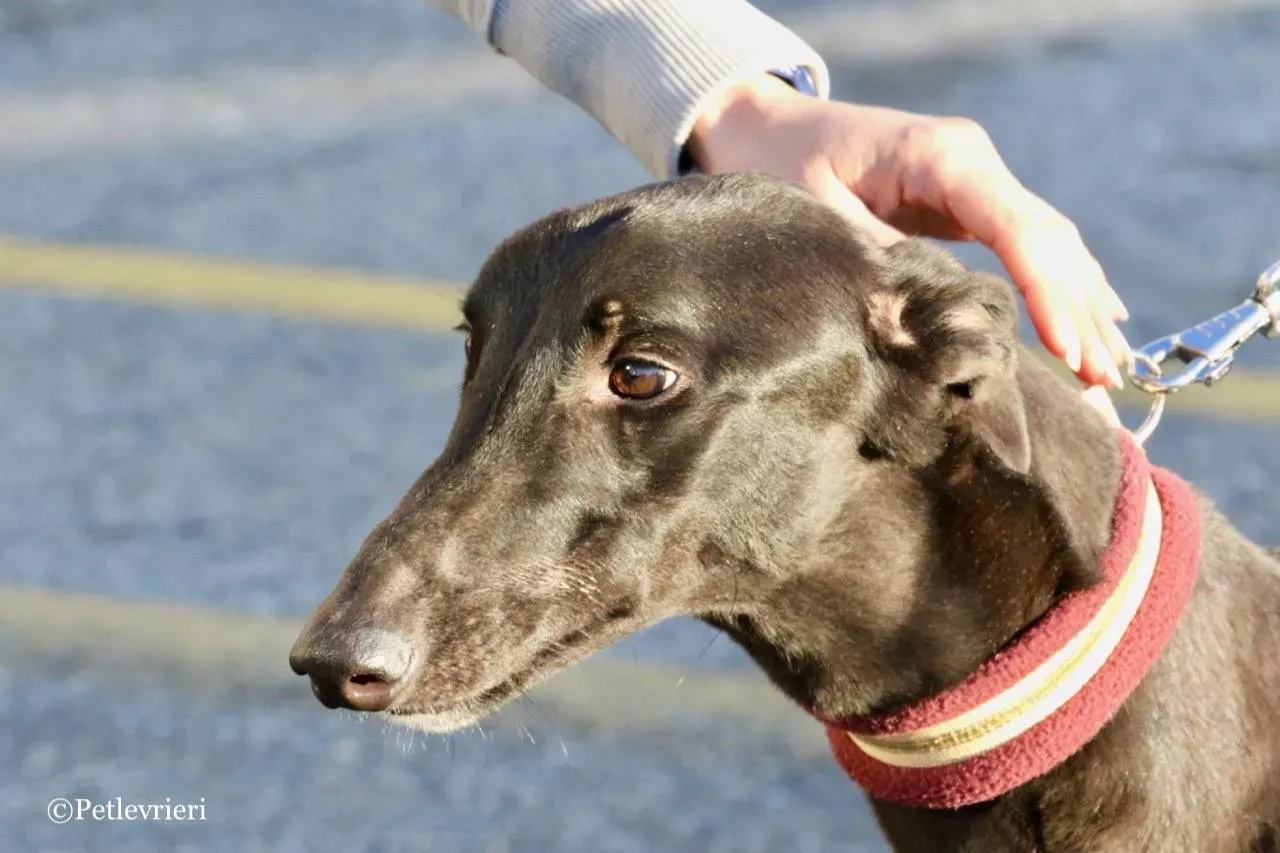 suki adozione greyhound macao 15