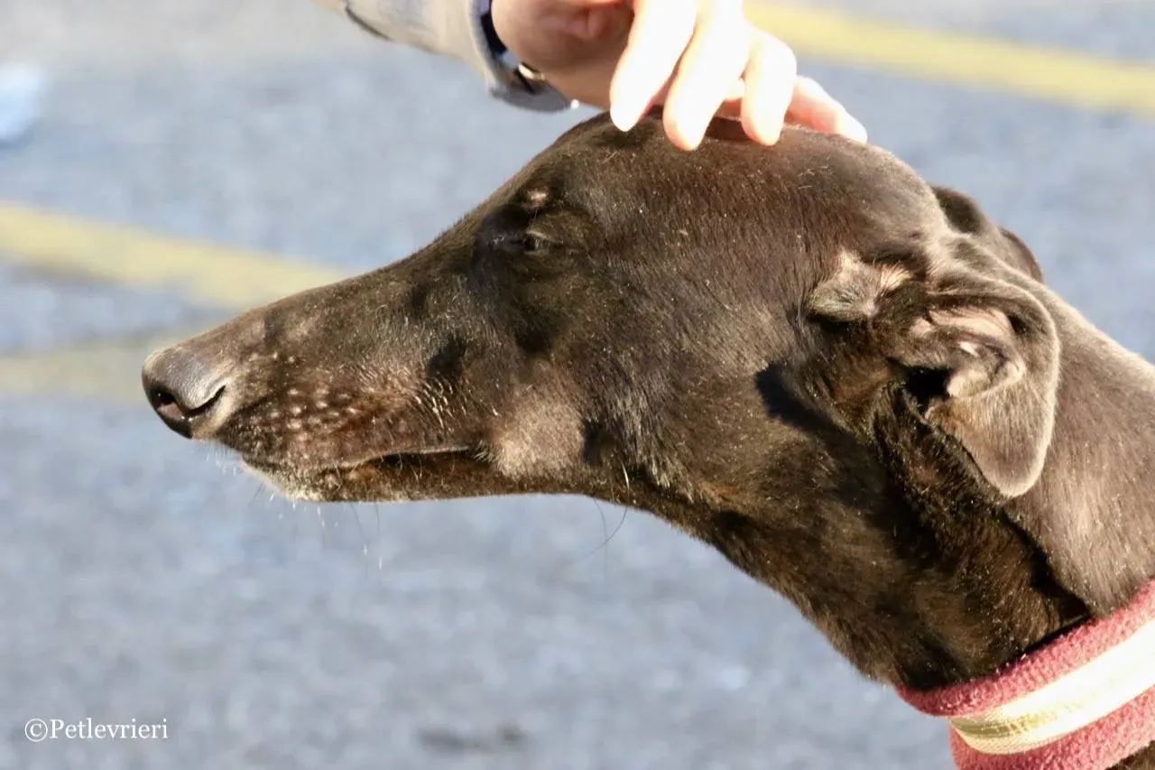 suki adozione greyhound macao 16