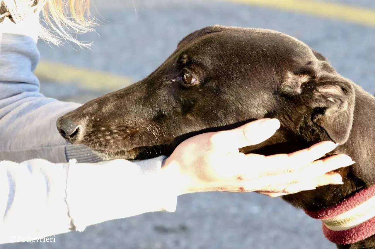 suki adozione greyhound macao 17