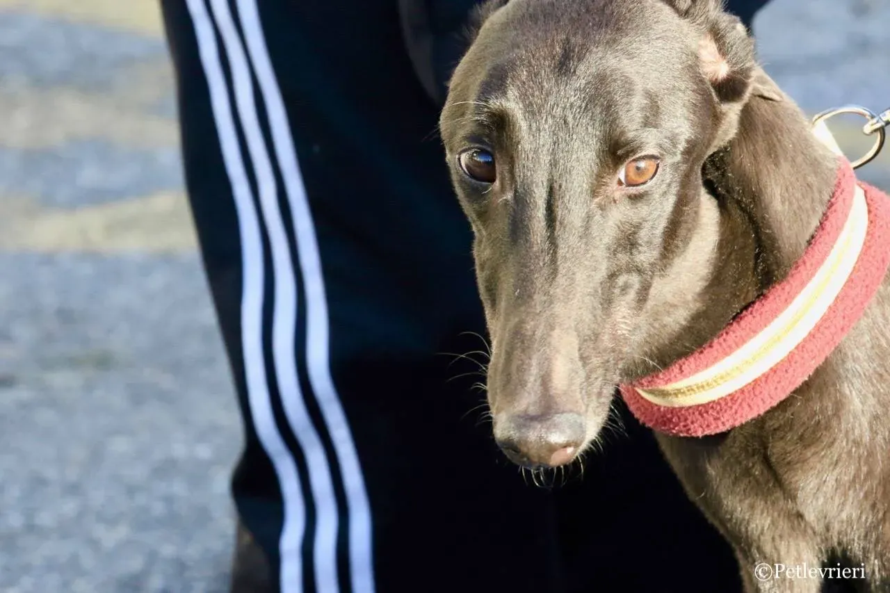 suki adozione greyhound macao 19